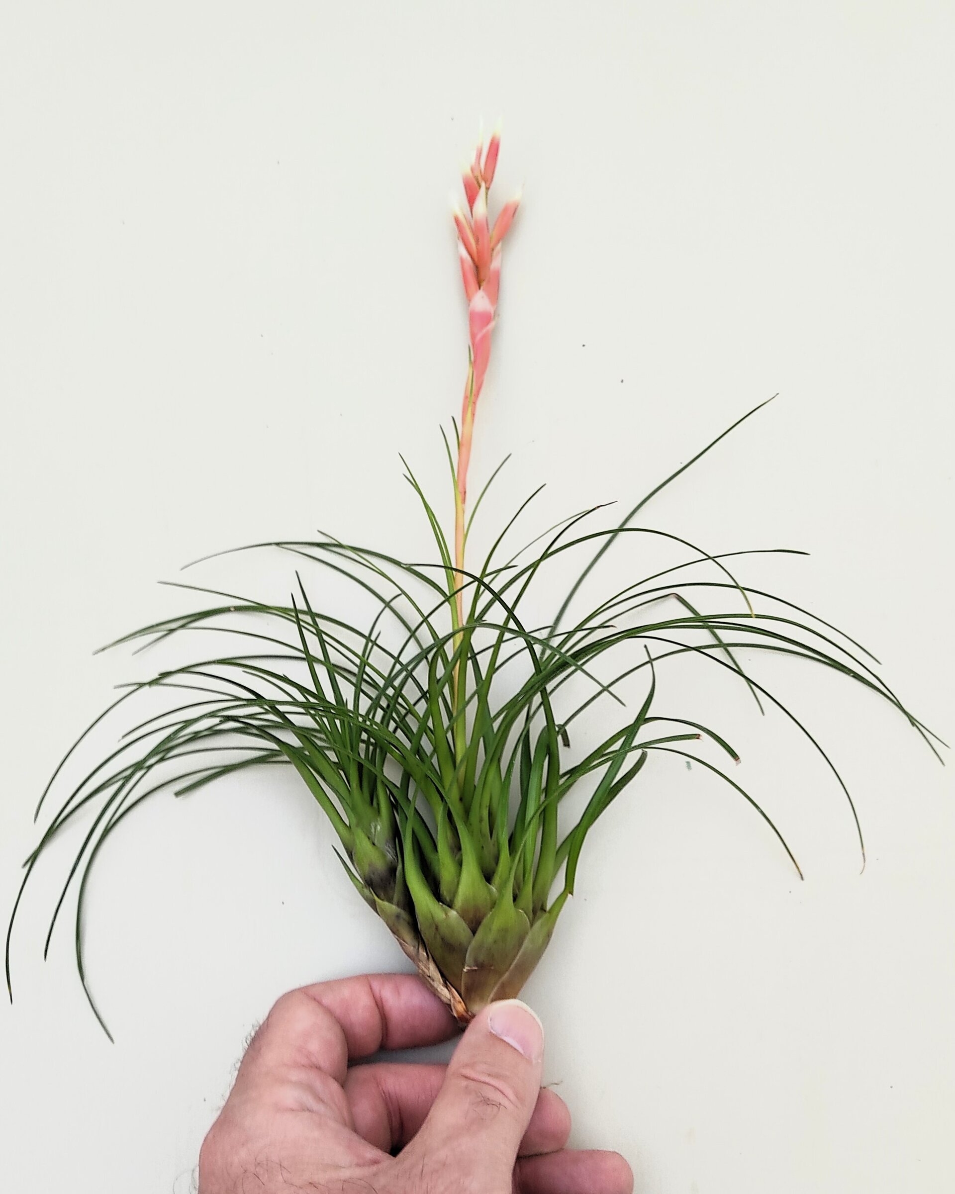 Vriesea correia araujoi - 3