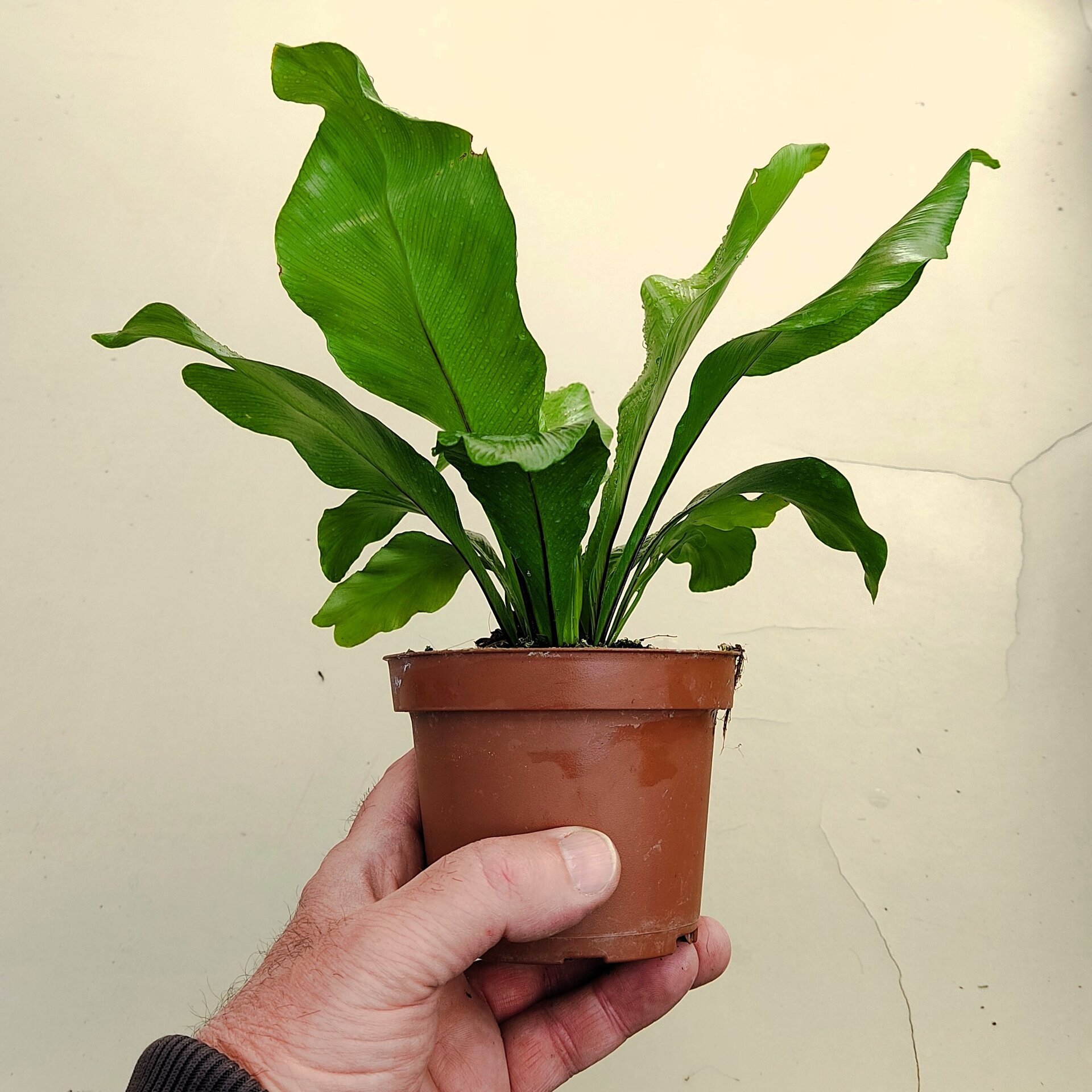 Asplenium nidus (helecho nido de ave) - 3