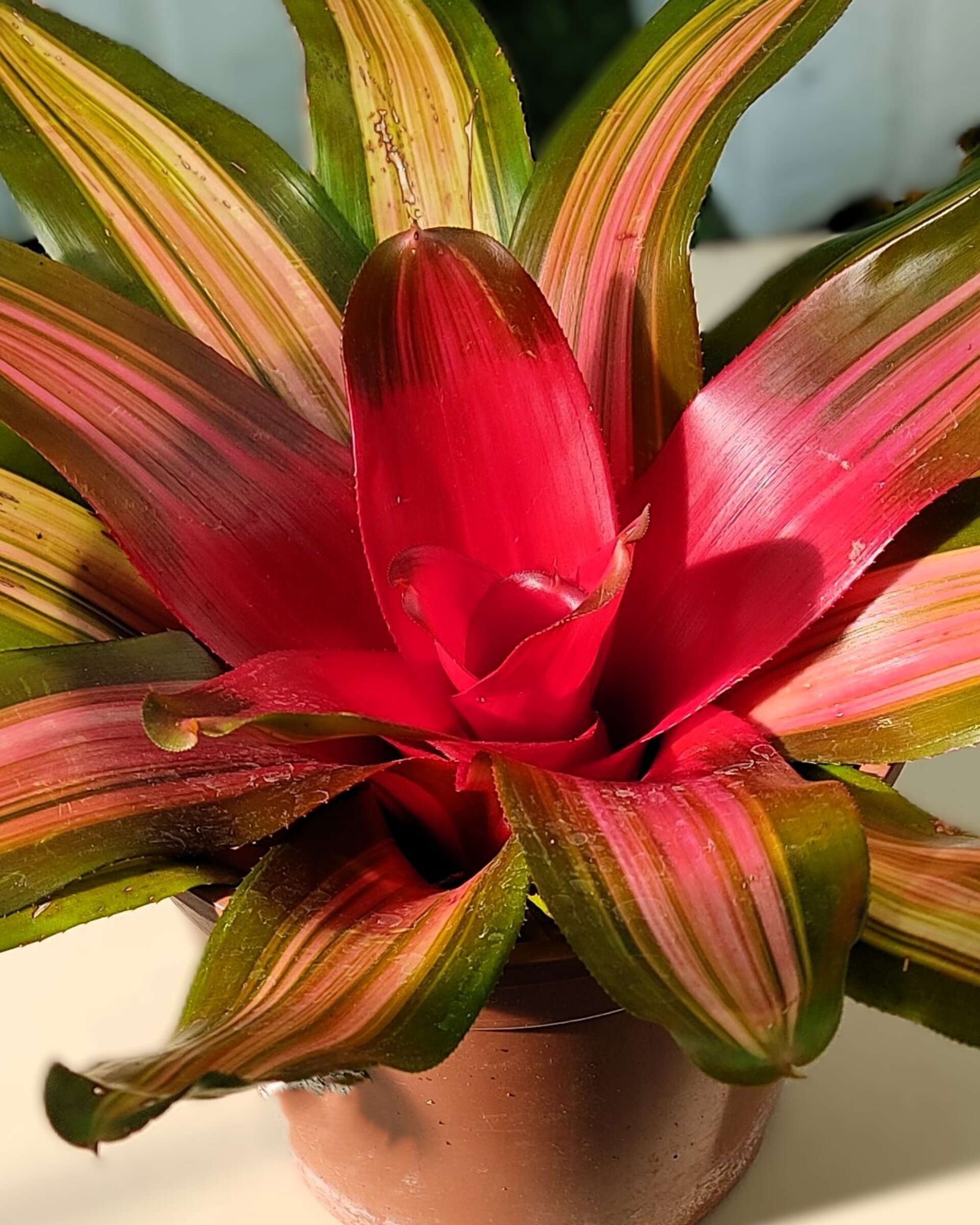 Neoregelia 'Vulcana' - 2