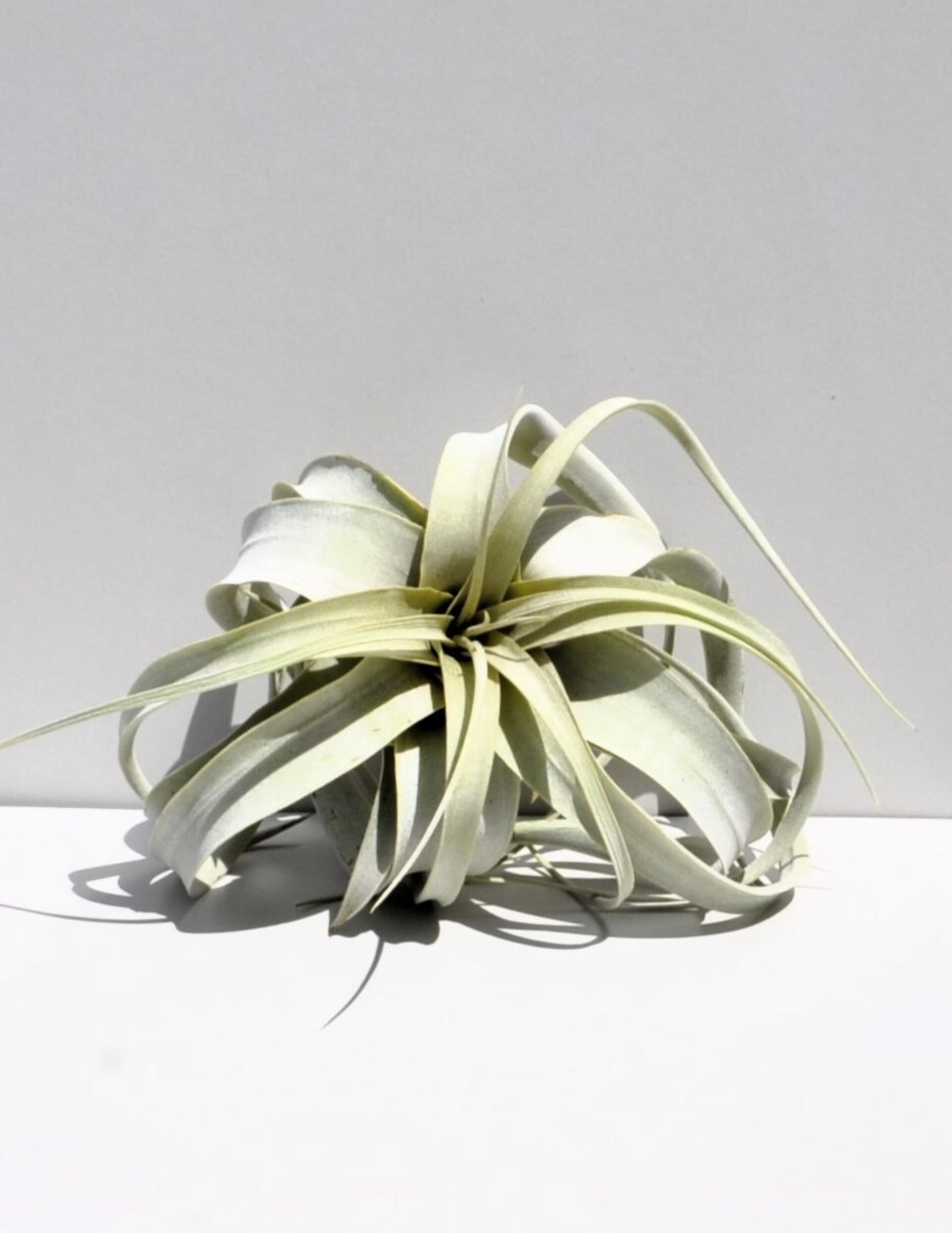 Tillandsia xerographica (pie de gallo) - 3
