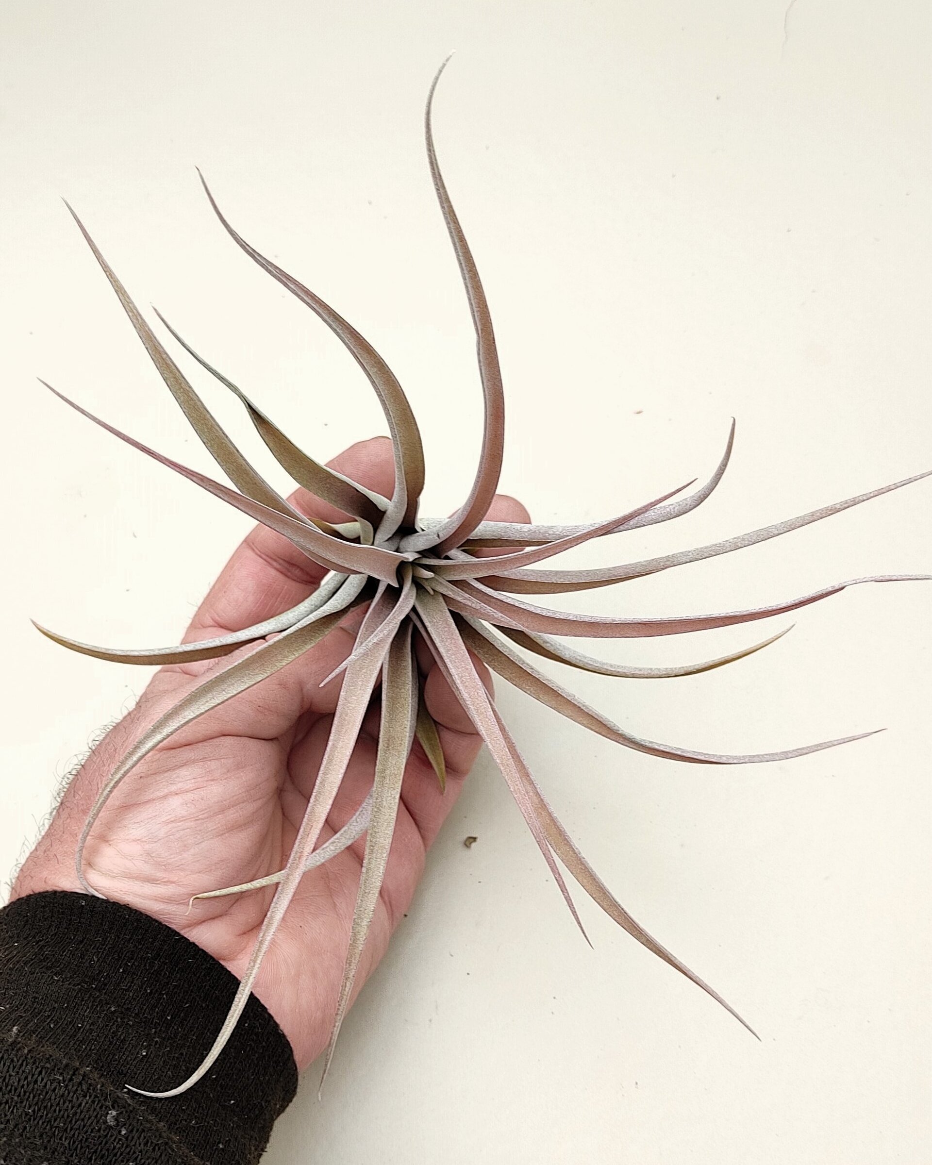 Tillandsia capitata 'Peach' (medium) - 5