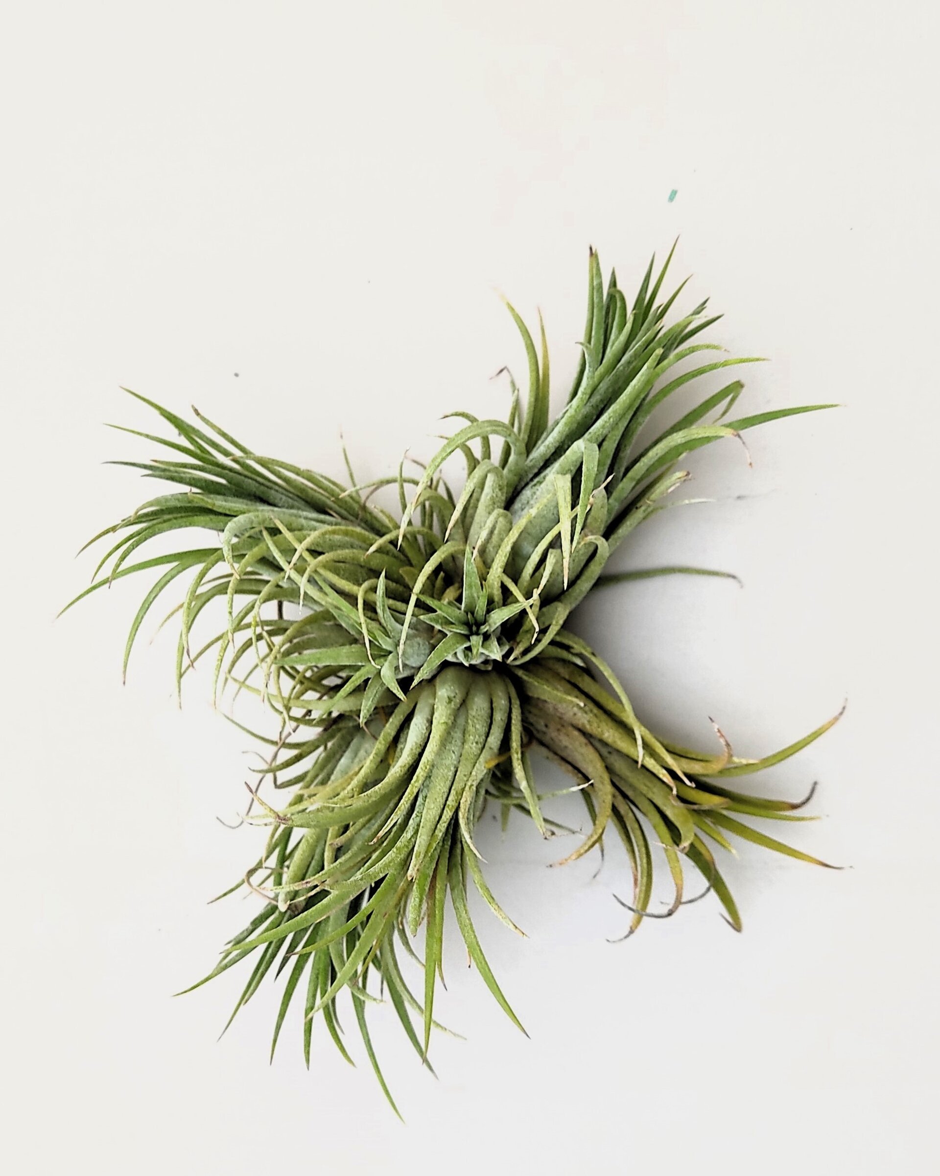 Tillandsia ionantha var. rubra "clump" ("mata") - 2