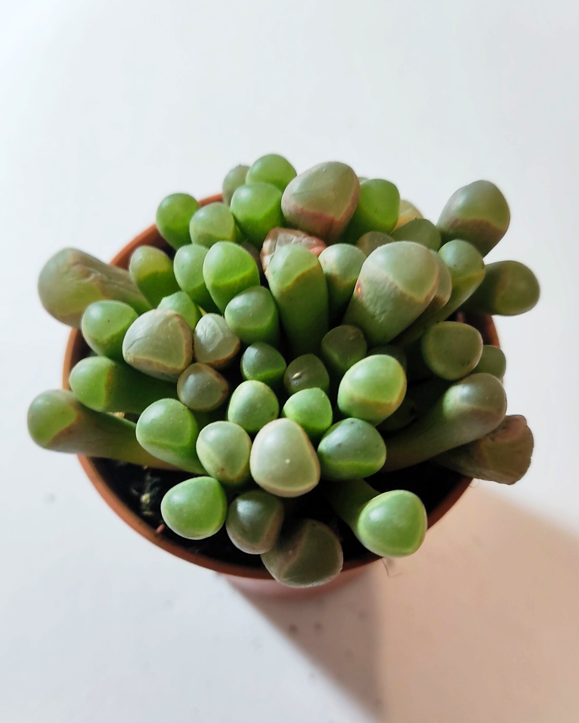 Fenestraria rhopalophylla subsp. rhopalophylla M5.5 (planta ventana [pequeña]) - 1