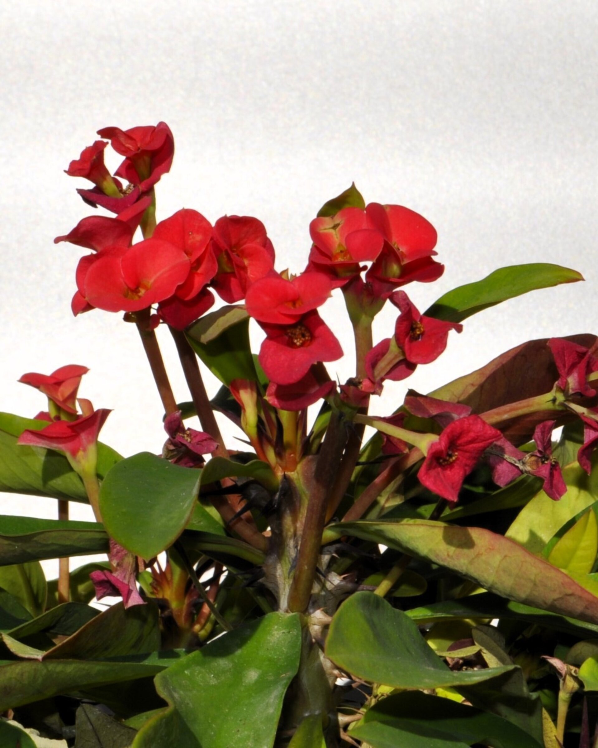 Lote Euforbias Suculentas - 3 ejemplares - 3