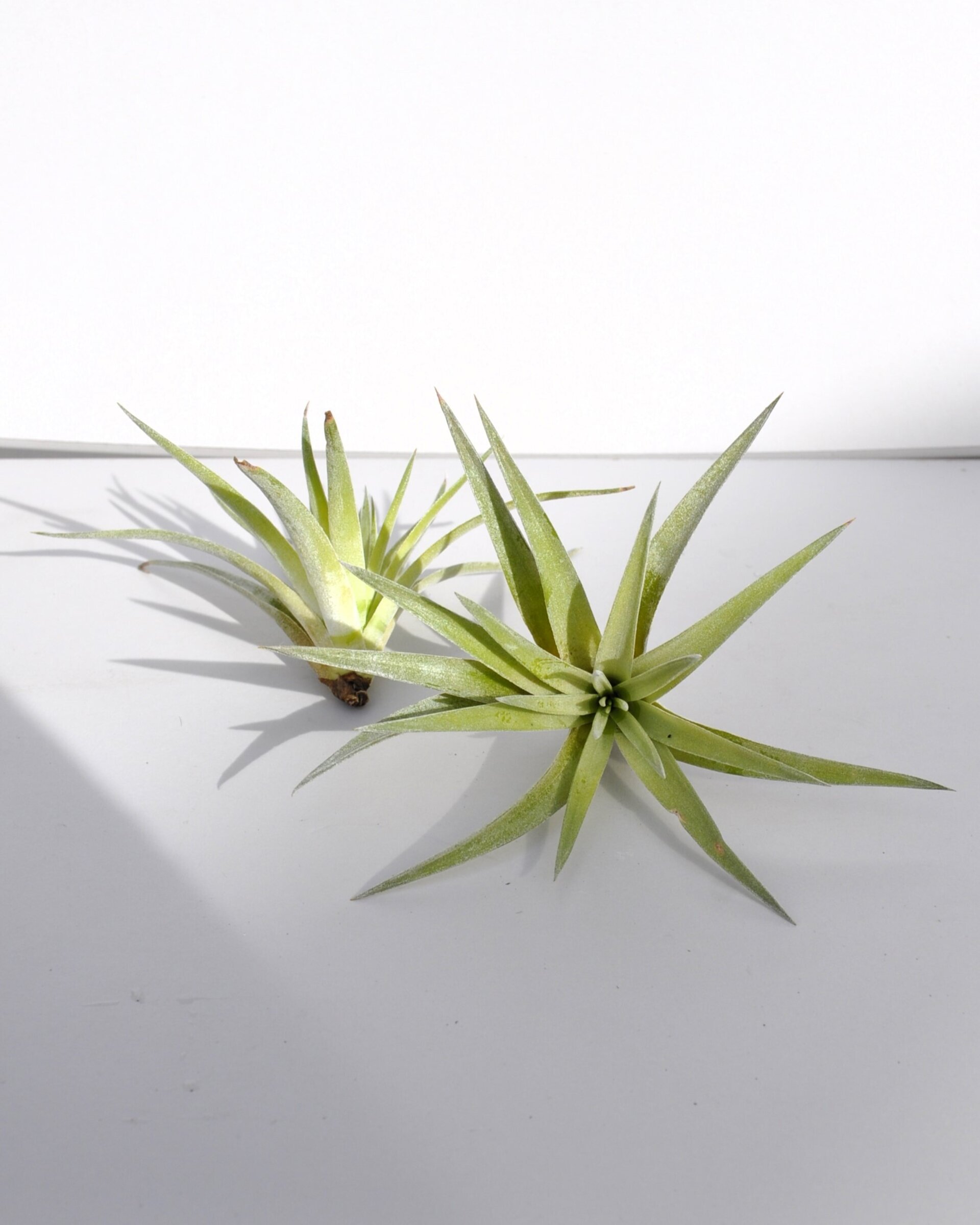 Tillandsia plagiotropica - 2