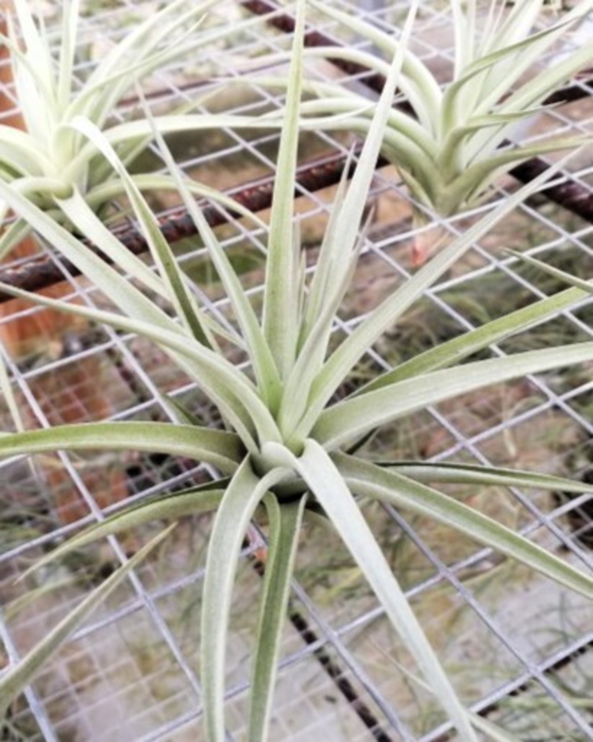 Tillandsia aeranthos 'Joseli' - 1