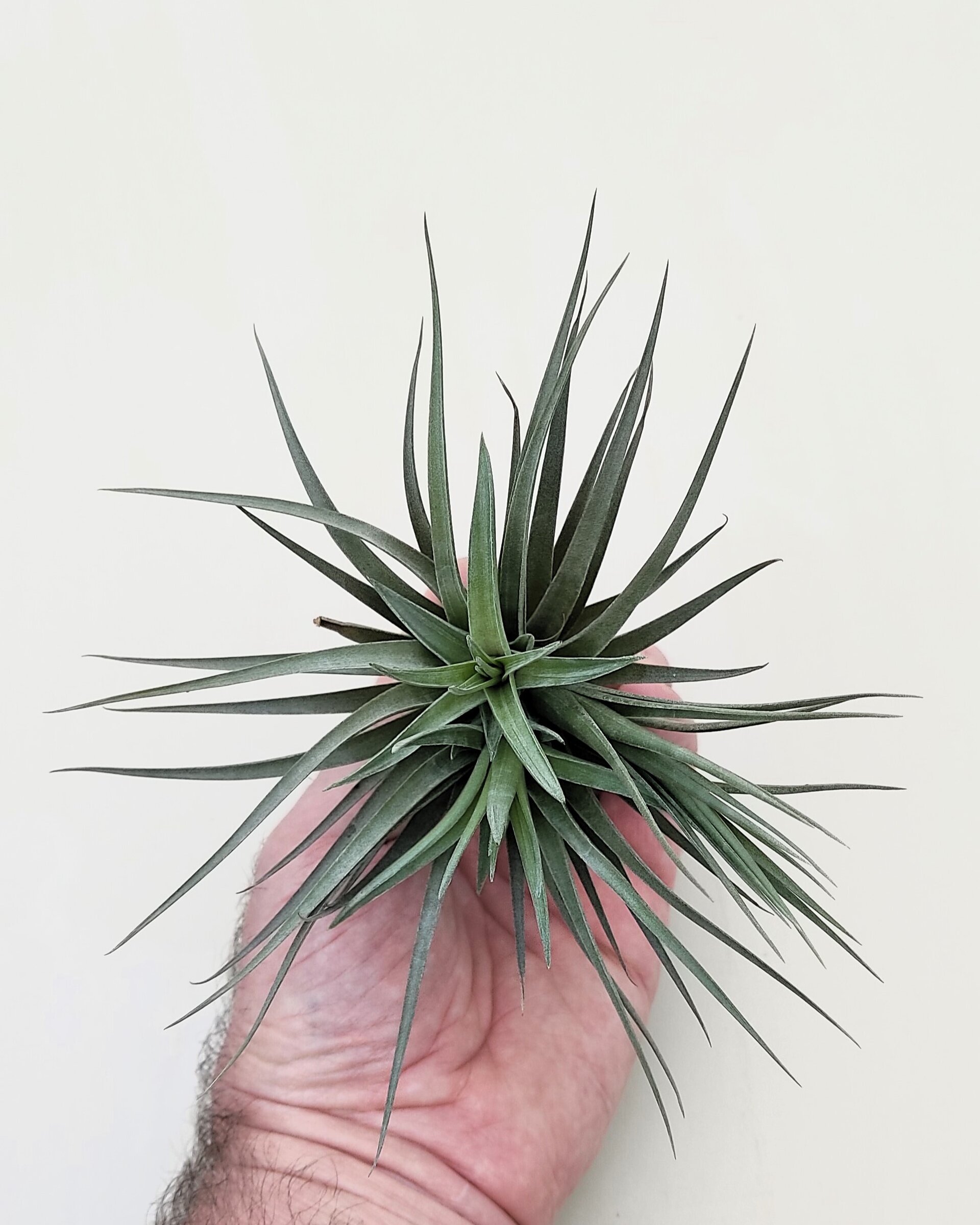 Tillandsia aeranthos 'Negra' - 3