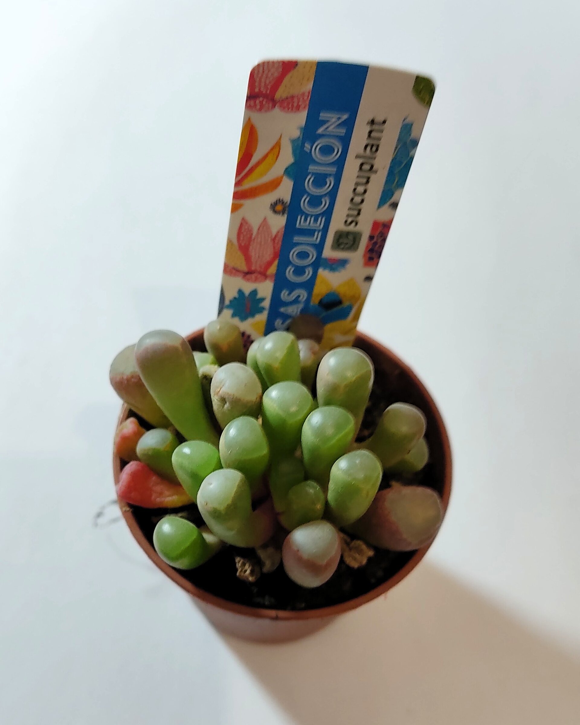 Fenestraria rhopalophylla subsp. rhopalophylla M5.5 (planta ventana [pequeña]) - 4