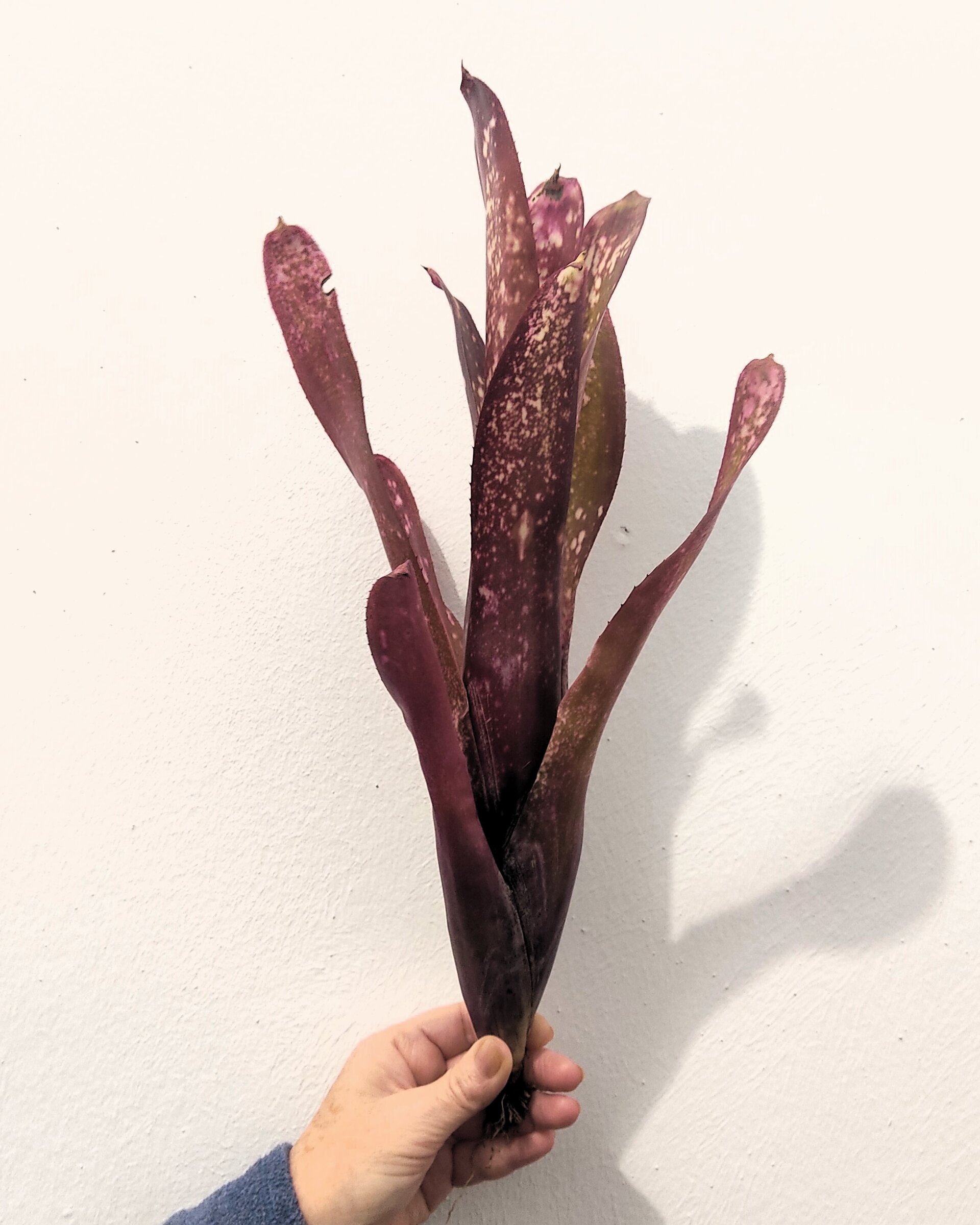 Billbergia 'Hallelujah' - 3