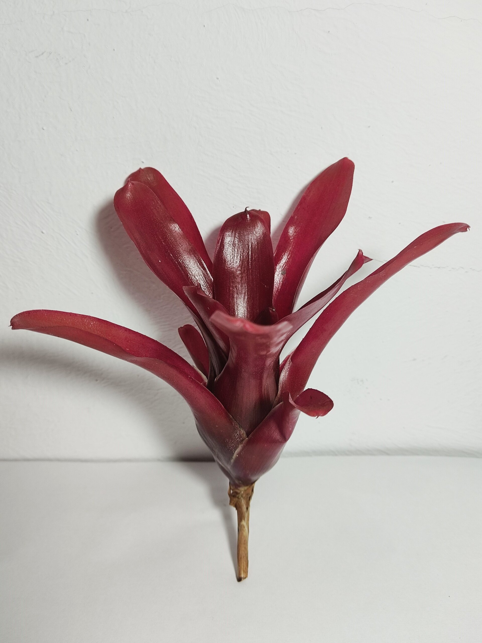 Neoregelia 'Super Fireball' - 2
