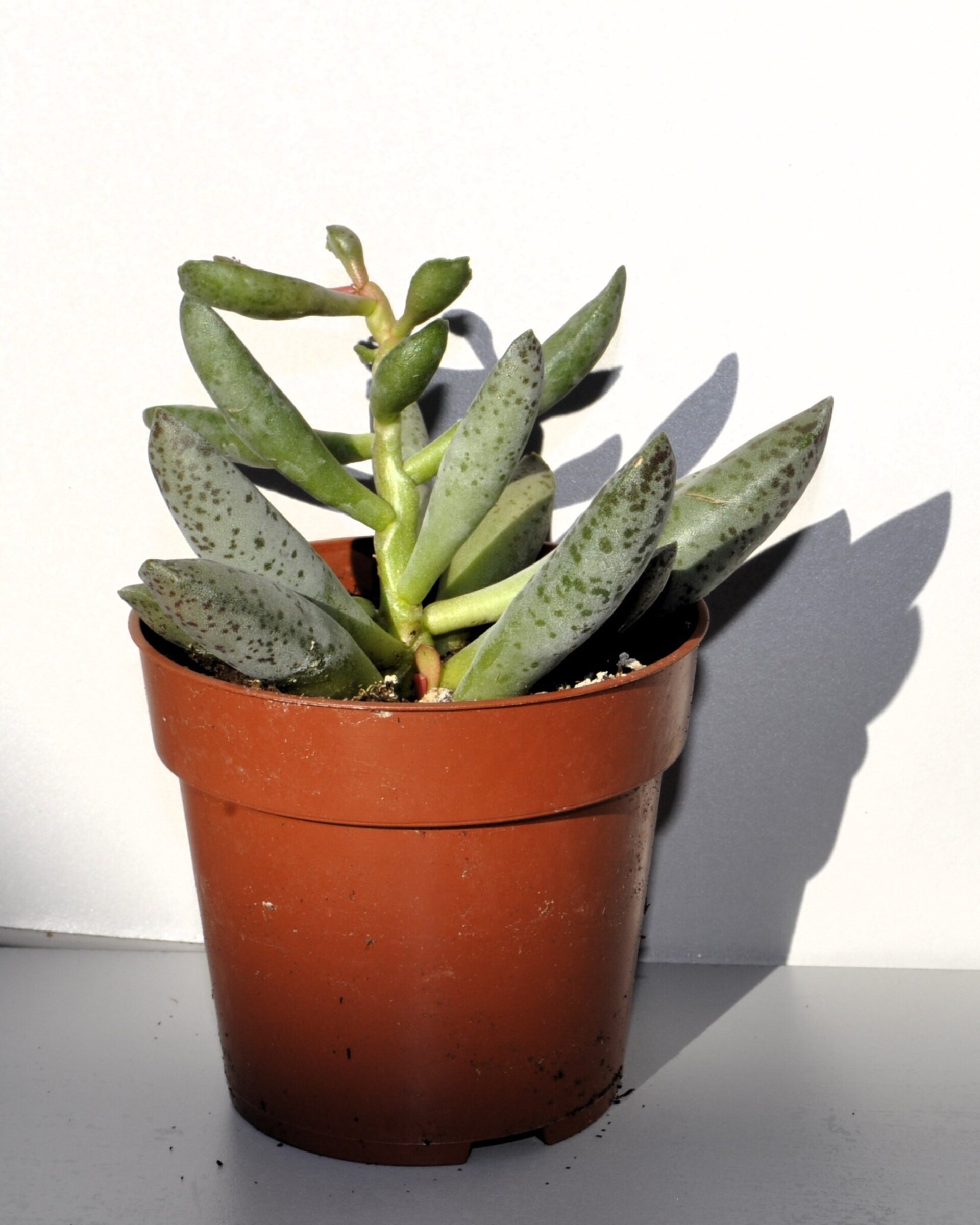 Adromischus filicaulis - 2