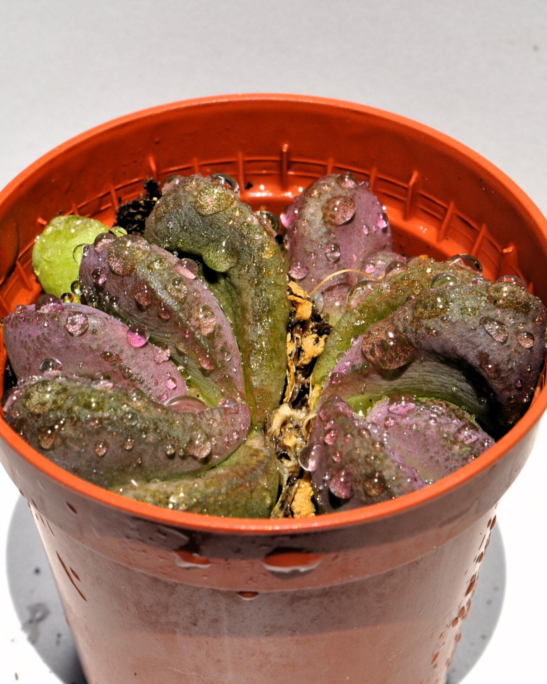 Glottiphyllum pygmaeum M5.5 (lengua de gato) - 4
