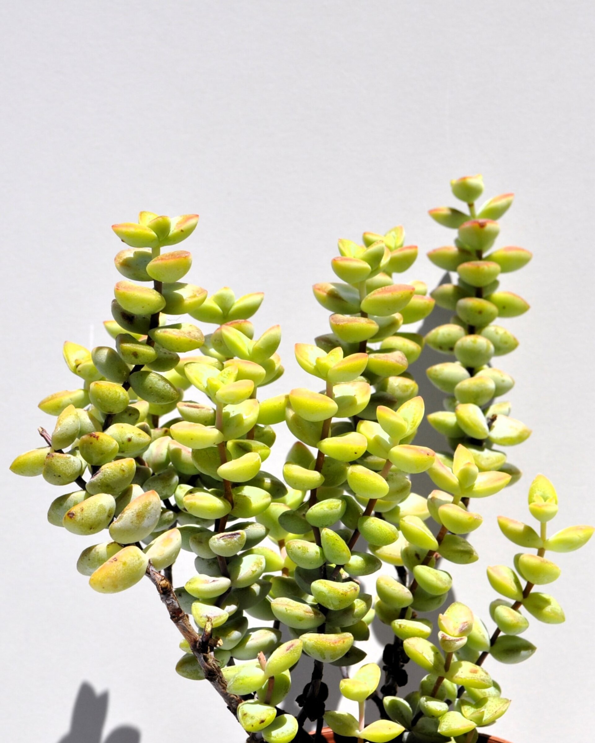 Crassula perforata - 7