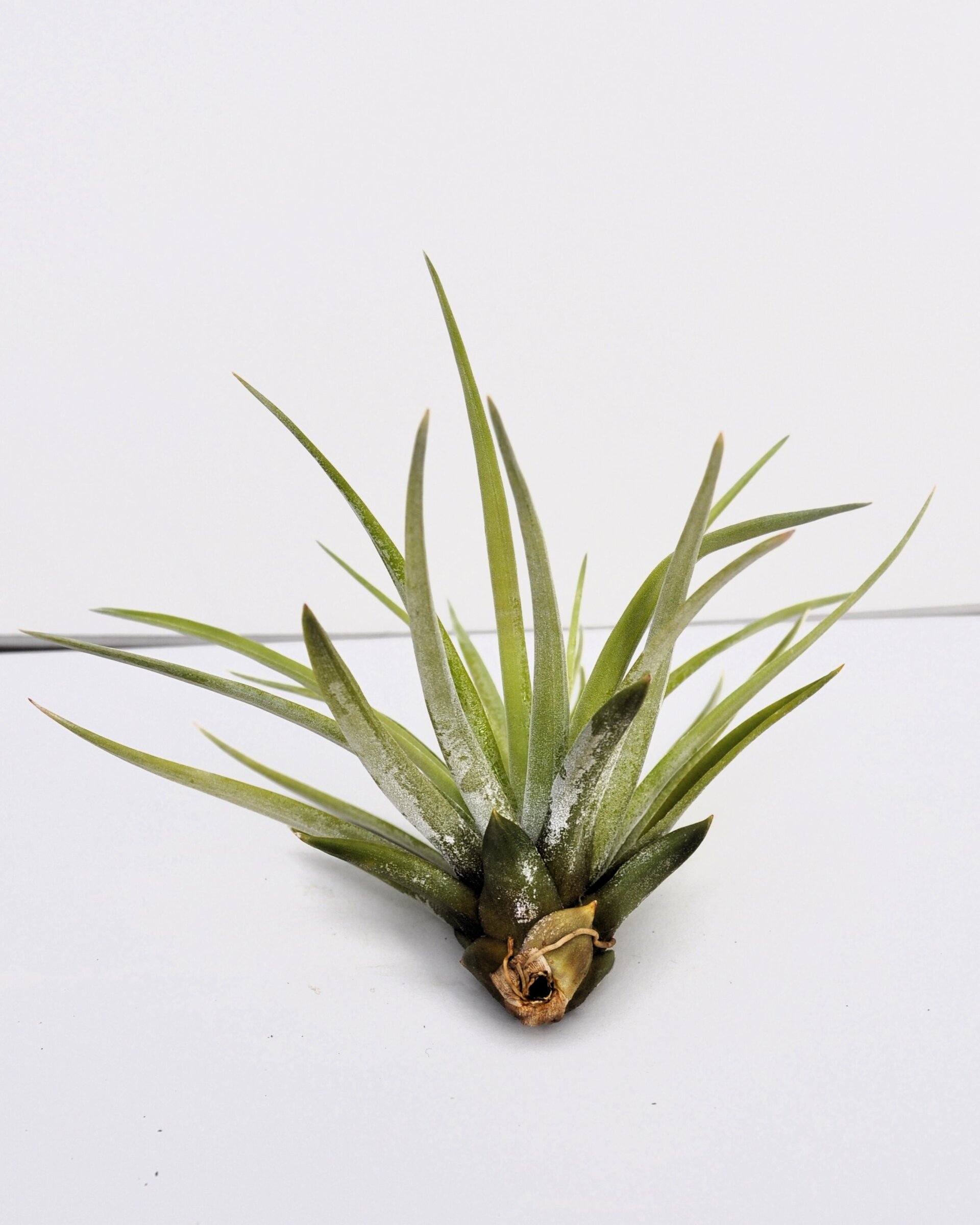 Tillandsia velutina - 3