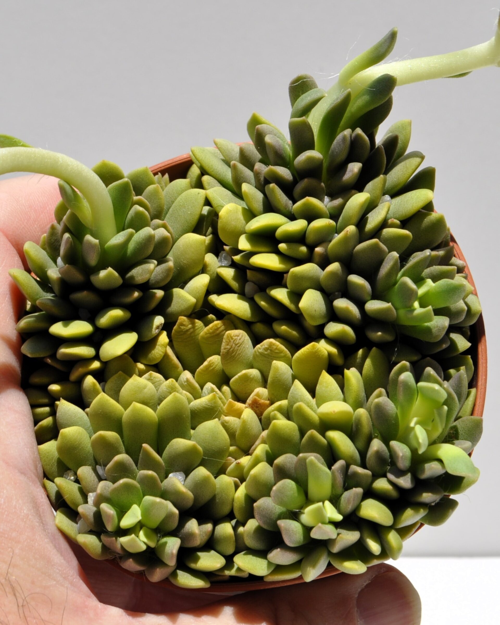 Anacampseros marlothii - 1