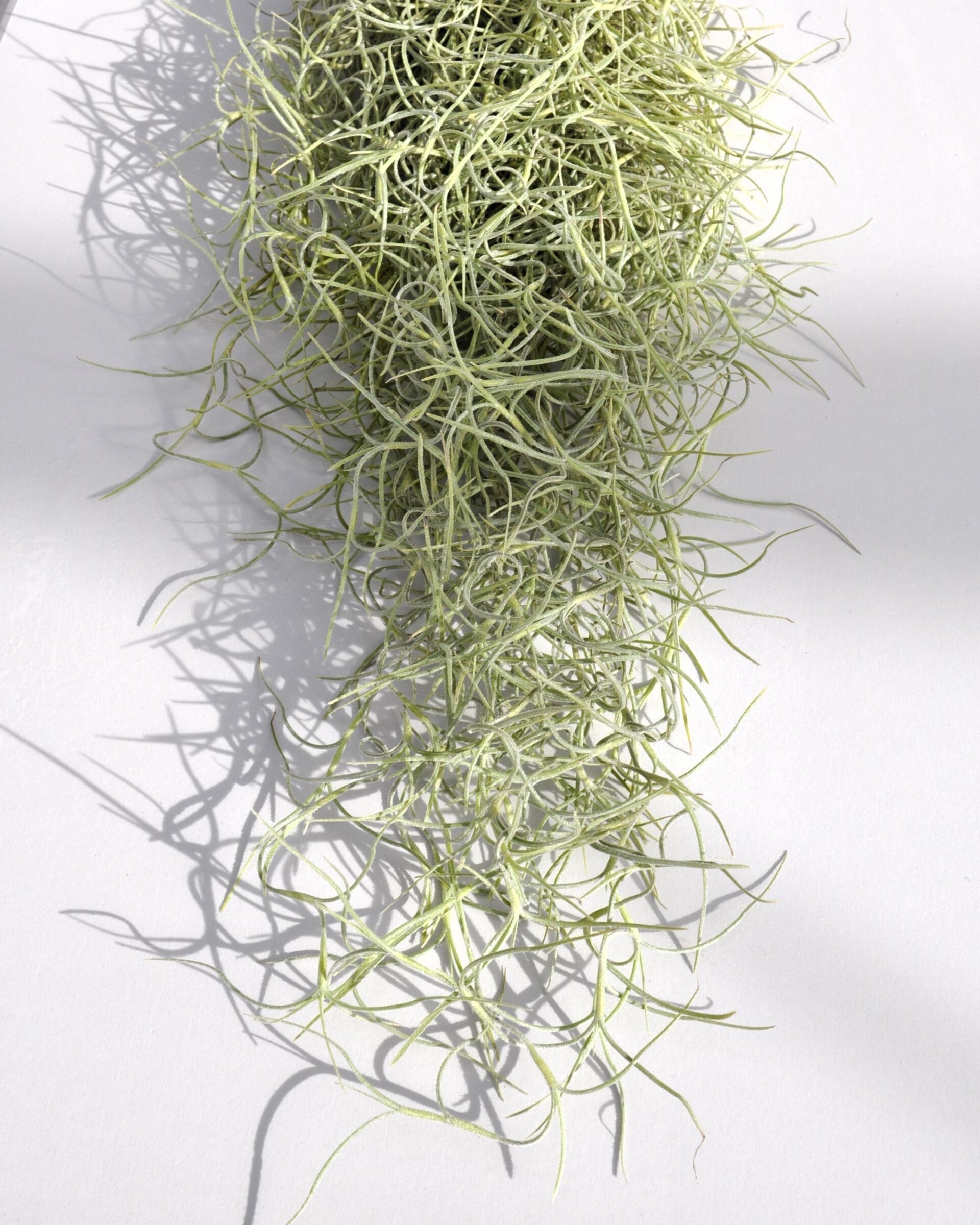 Tillandsia usneoides (standard) - 5