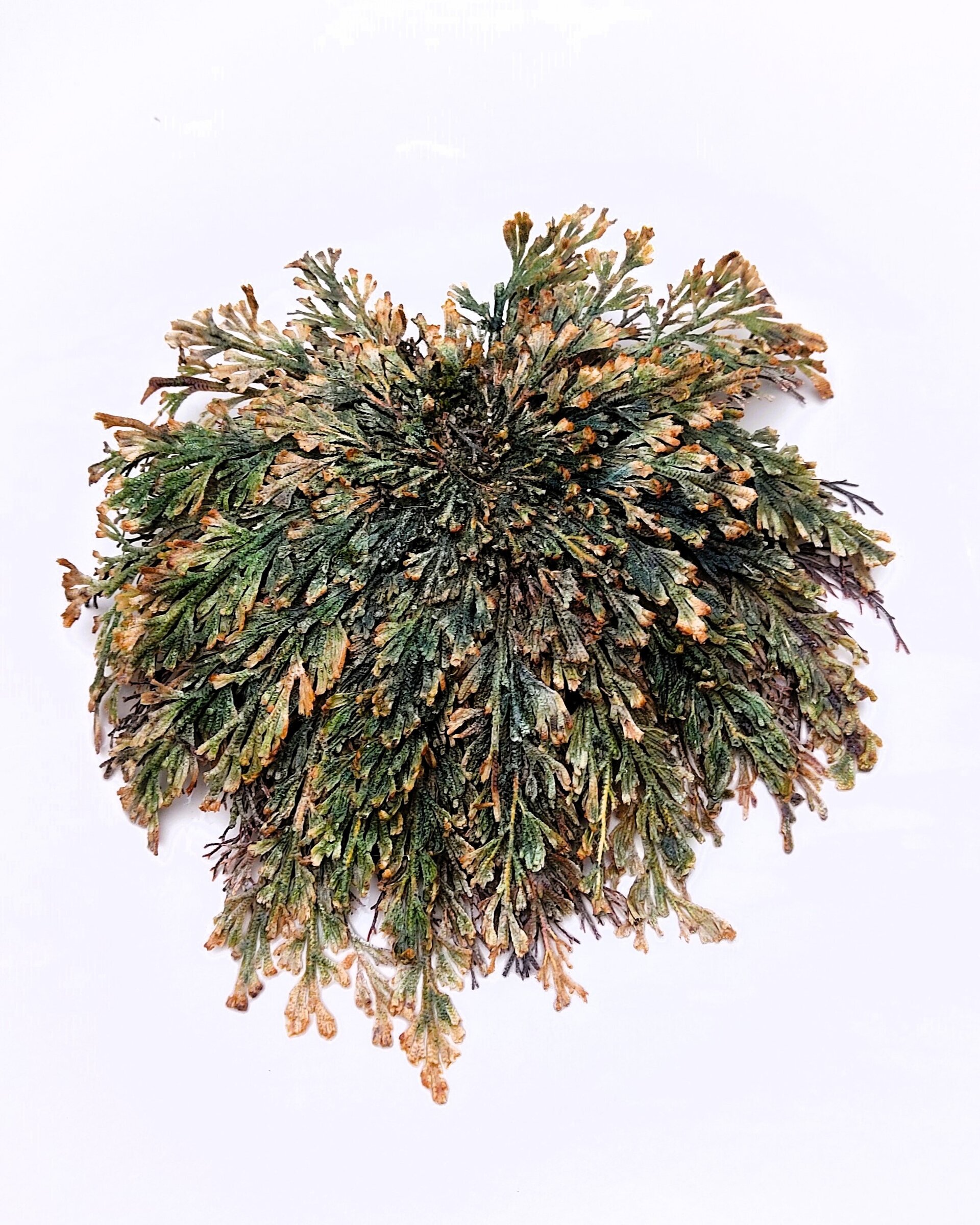 Selaginella lepidophylla (planta de la resurrección, "rosa de Jericó") - 7