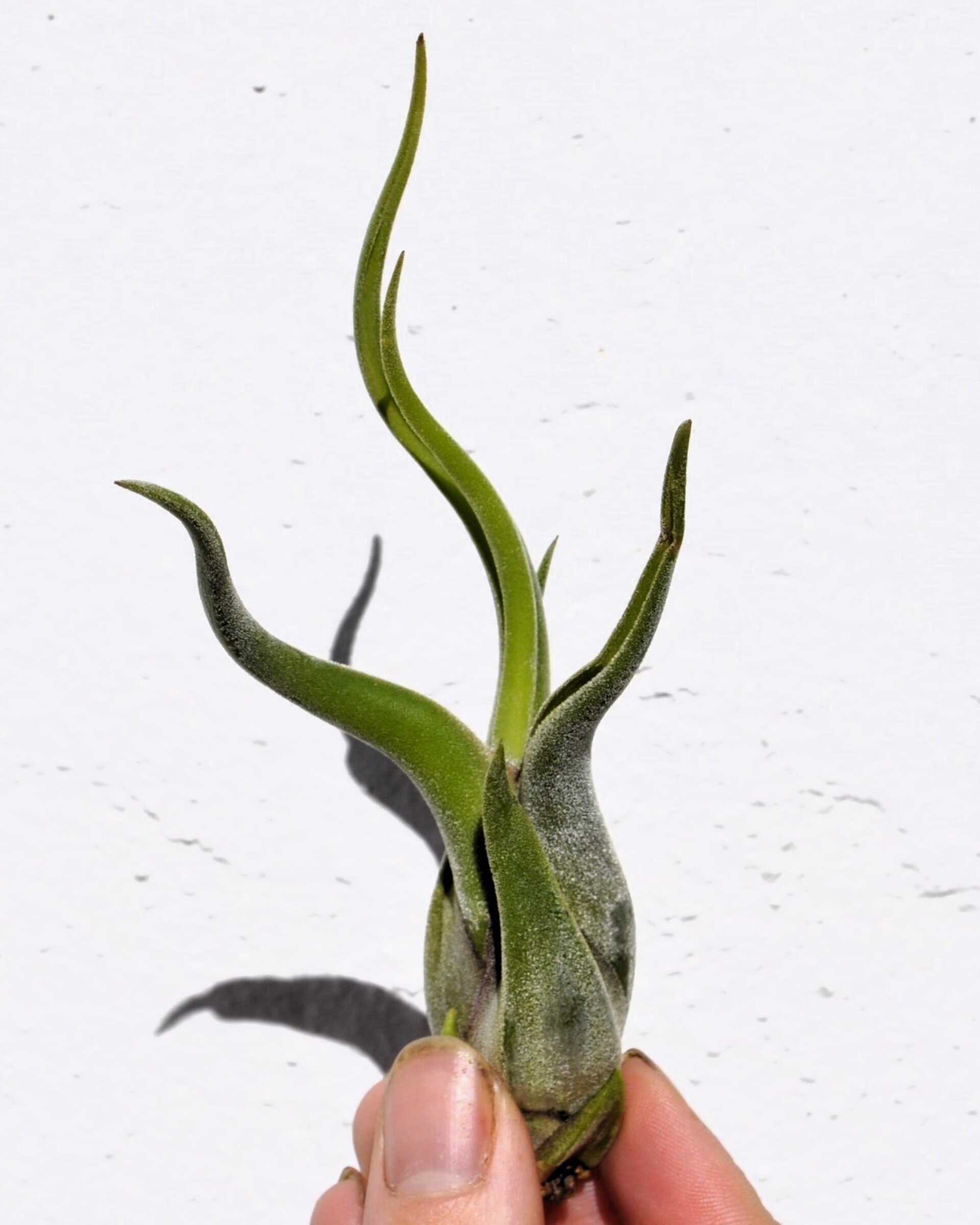 Tillandsia caput-medusae (planta pulpo) [small] - 4