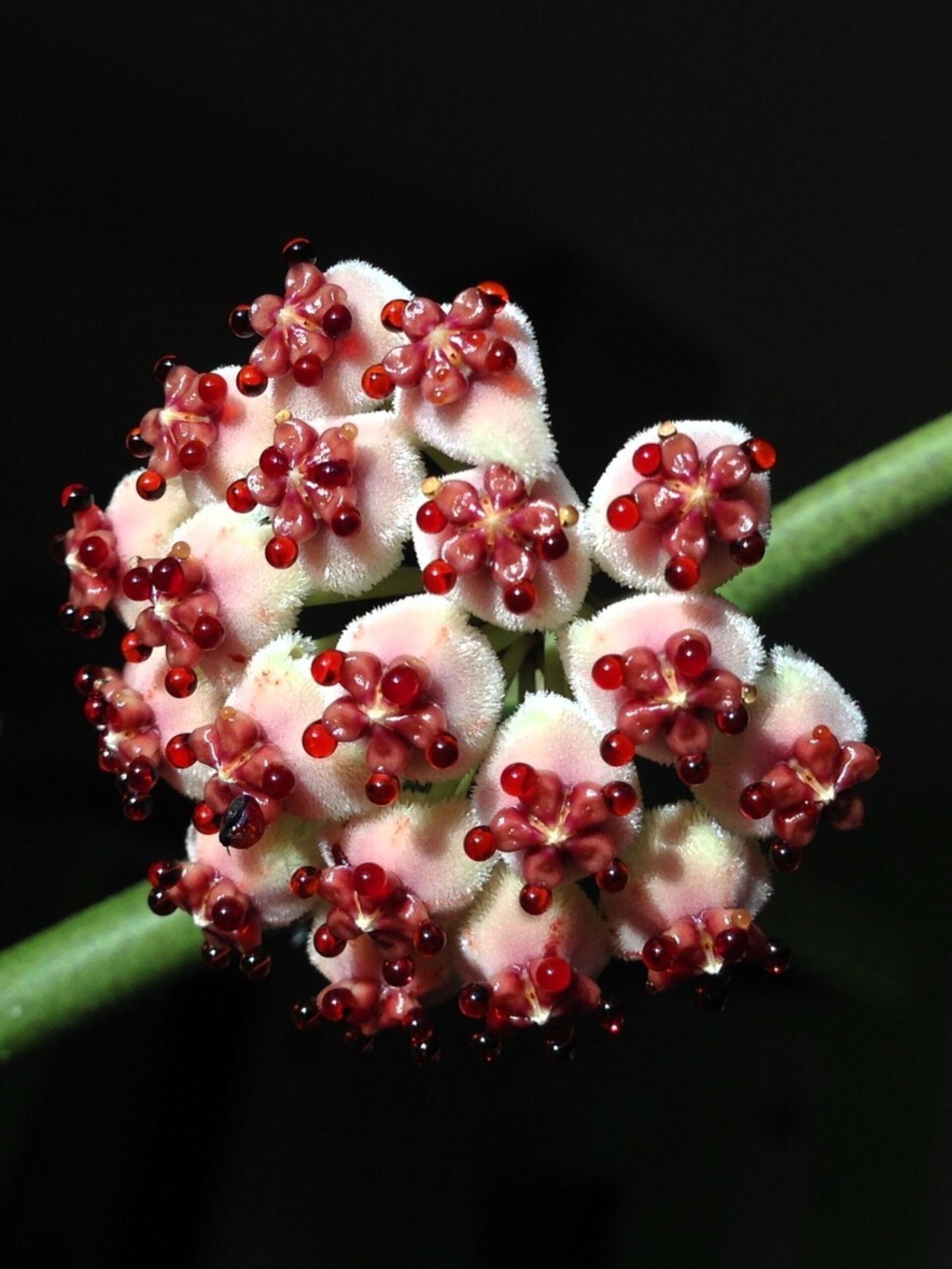 Hoya kerrii (planta corazón) - 5