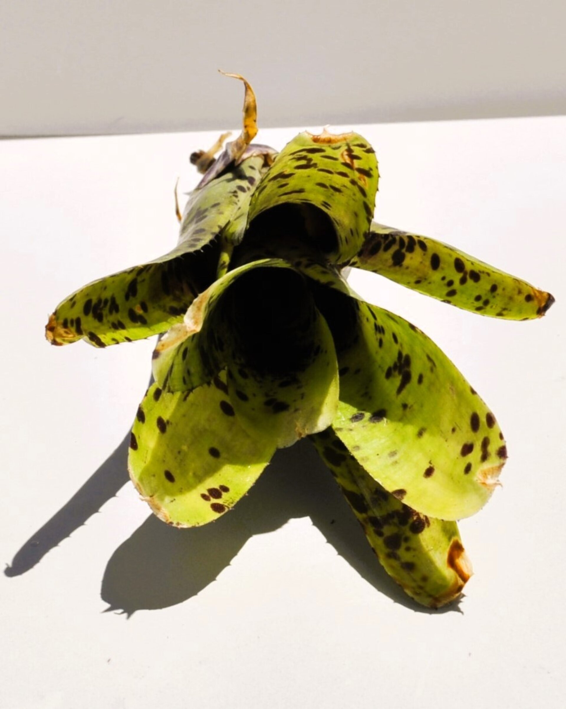 Neoregelia 'Anteia' - 3