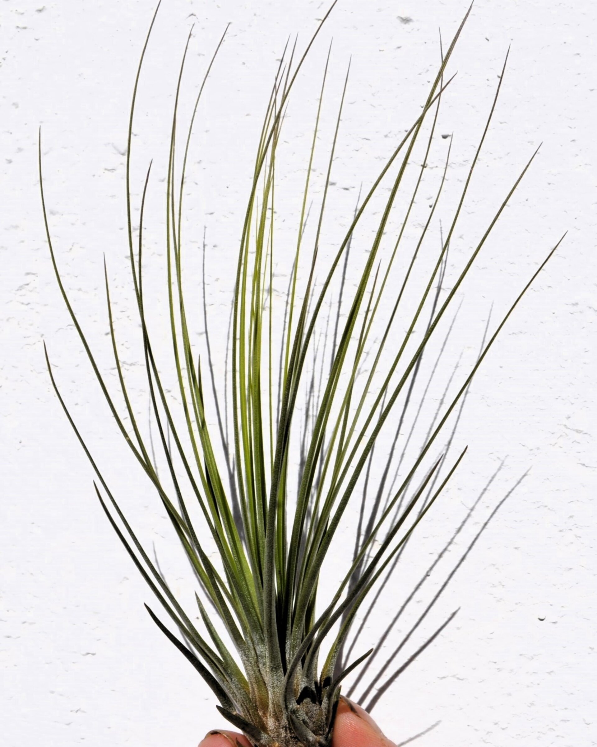Tillandsia juncifolia - 2