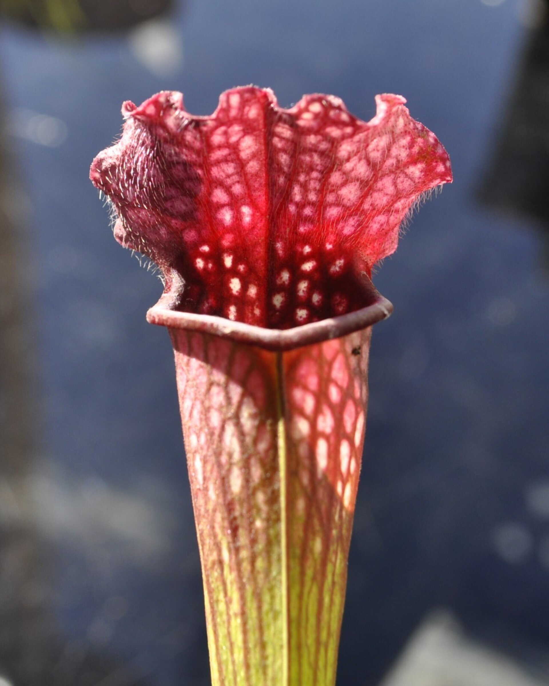 Planta carnívora Sarracenia sp. M5,5 (sarracenia) - 1