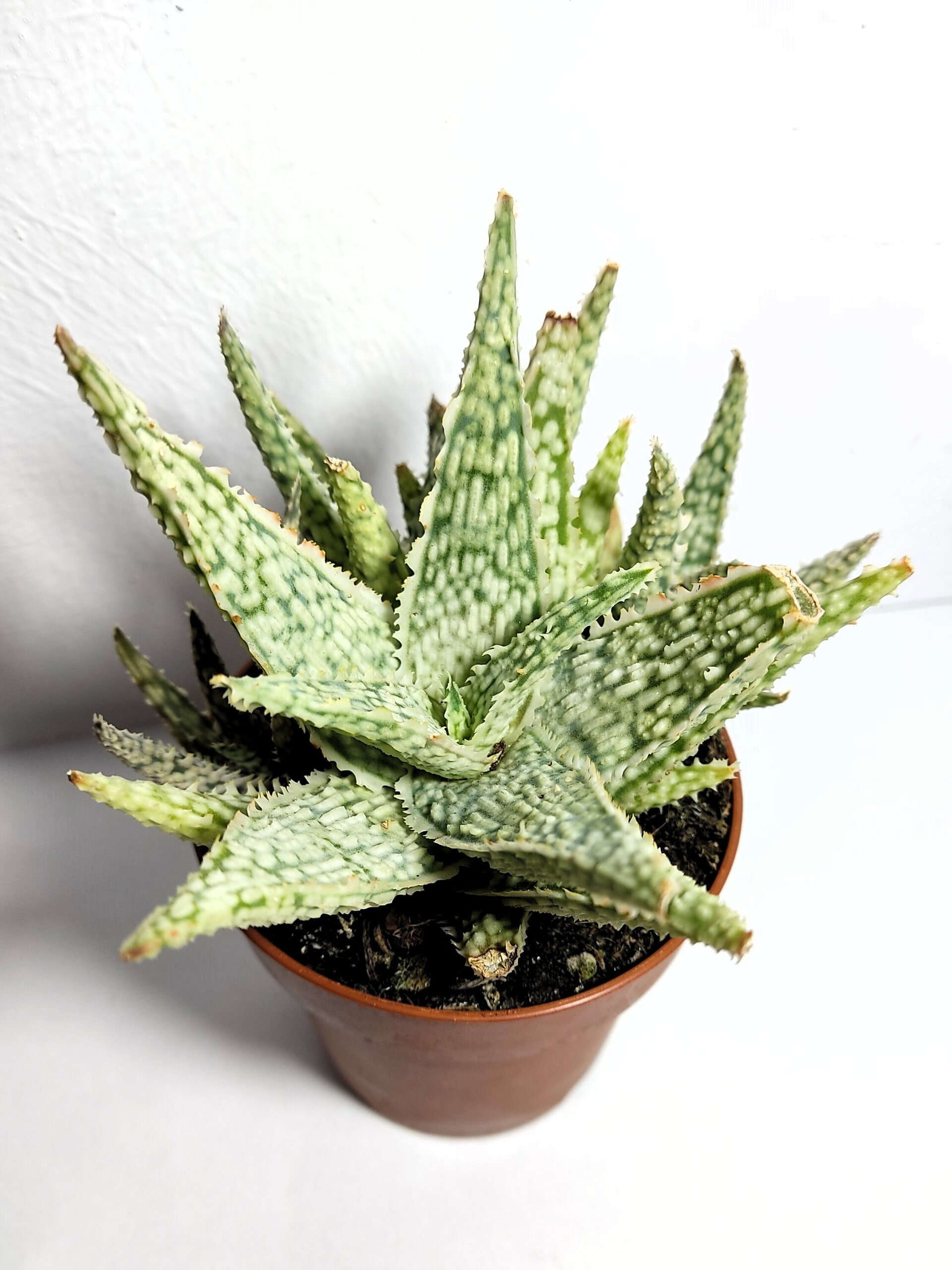Aloe White Lightning - 6