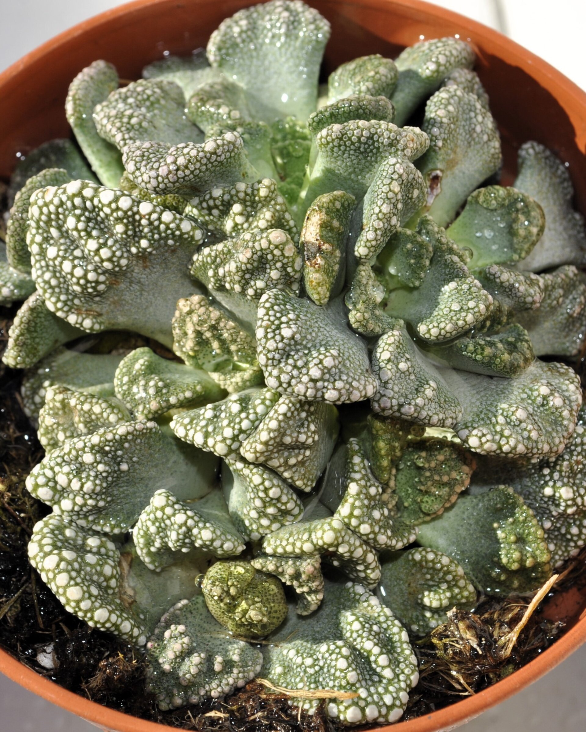 Titanopsis calcarea M8.5 (hoja de cemento [mediana]) - 6
