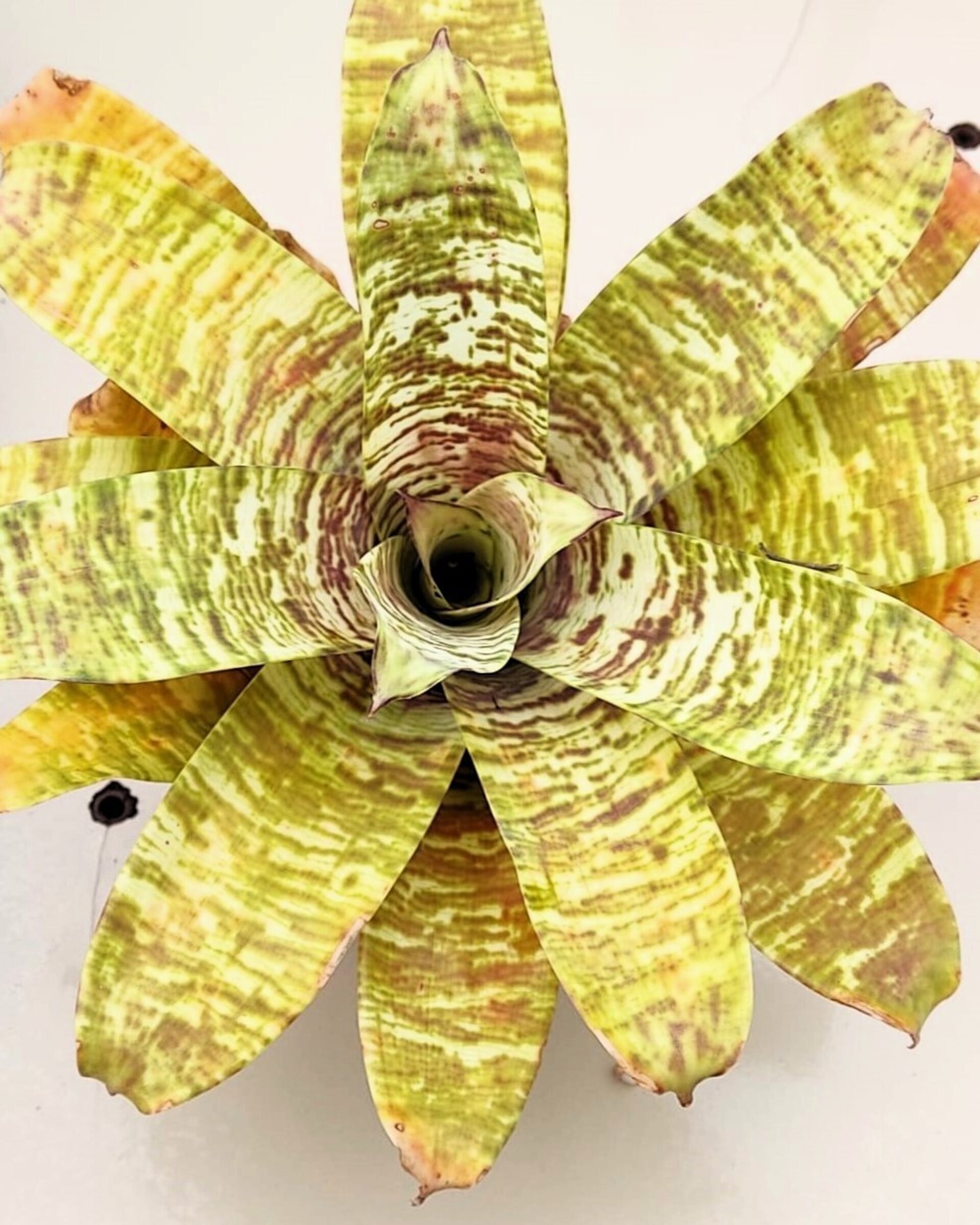 Goudea ospinae gruberi - 3