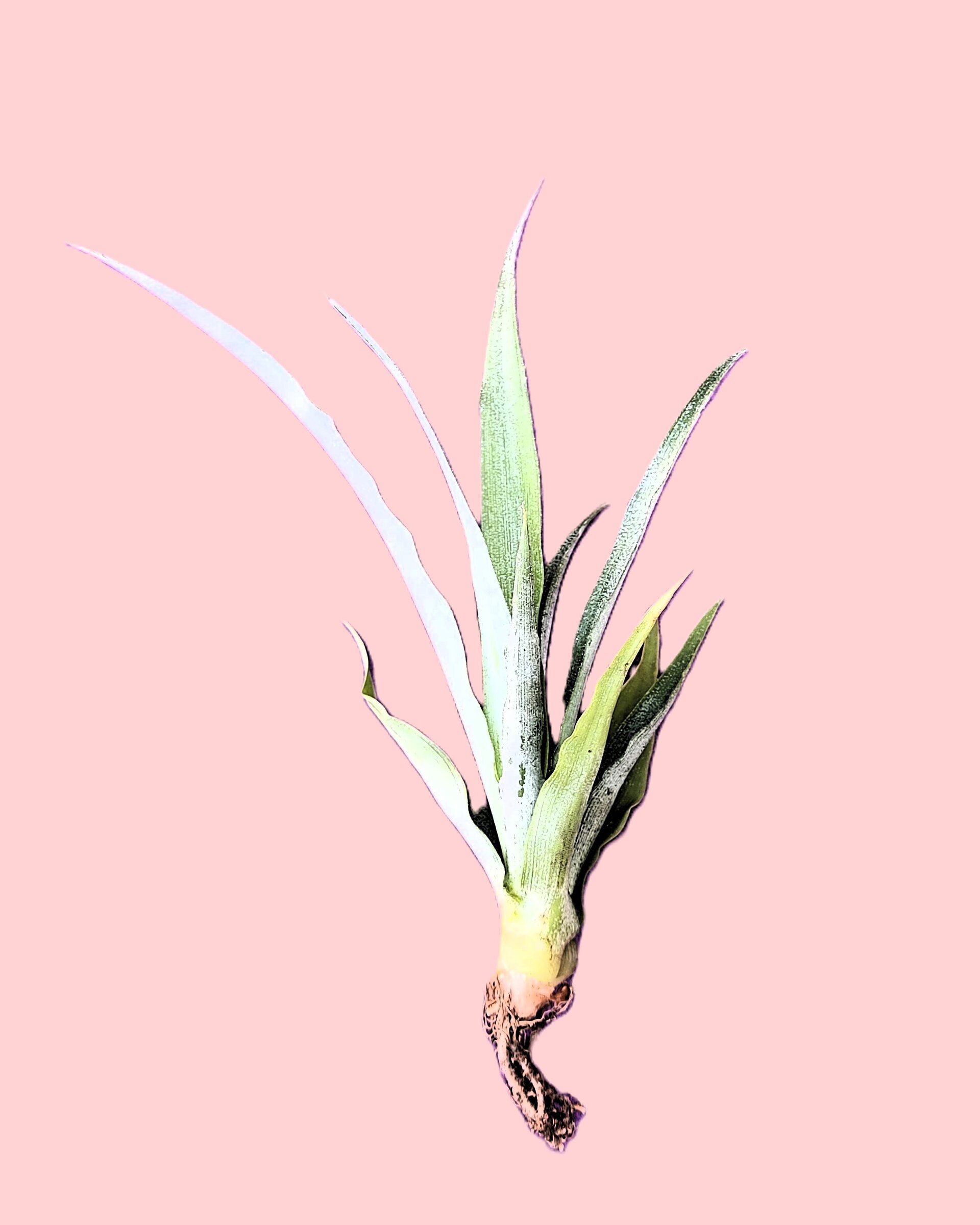 Ananas comosus [small] (piña tropical) - 2