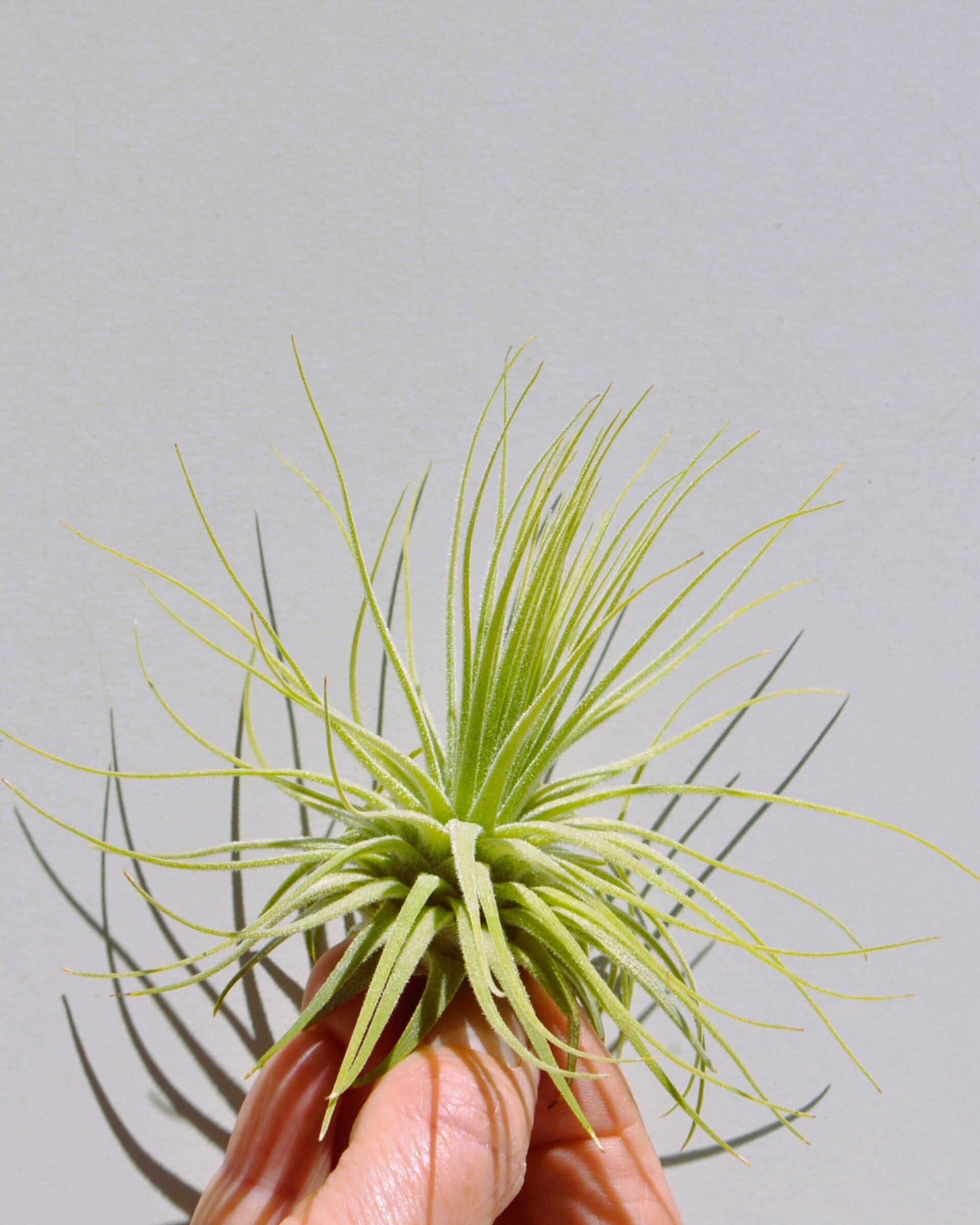 Tillandsia magnusiana (medium) - 6