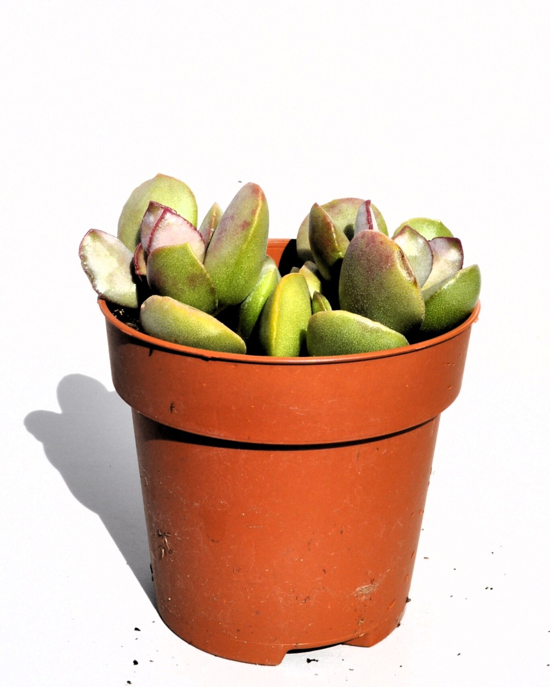 Adromischus cf. liebenbergii - 3