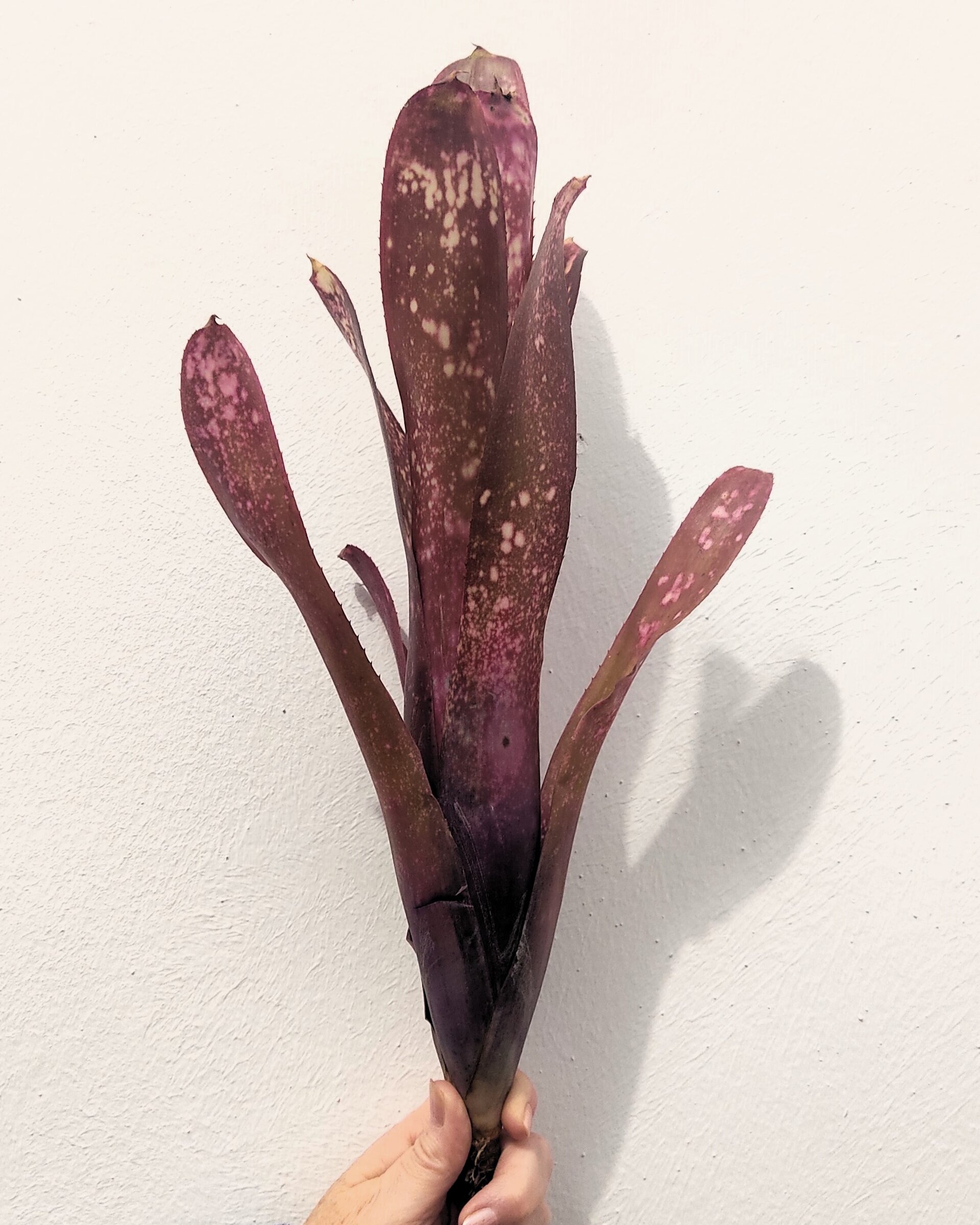 Billbergia 'Hallelujah' - 2