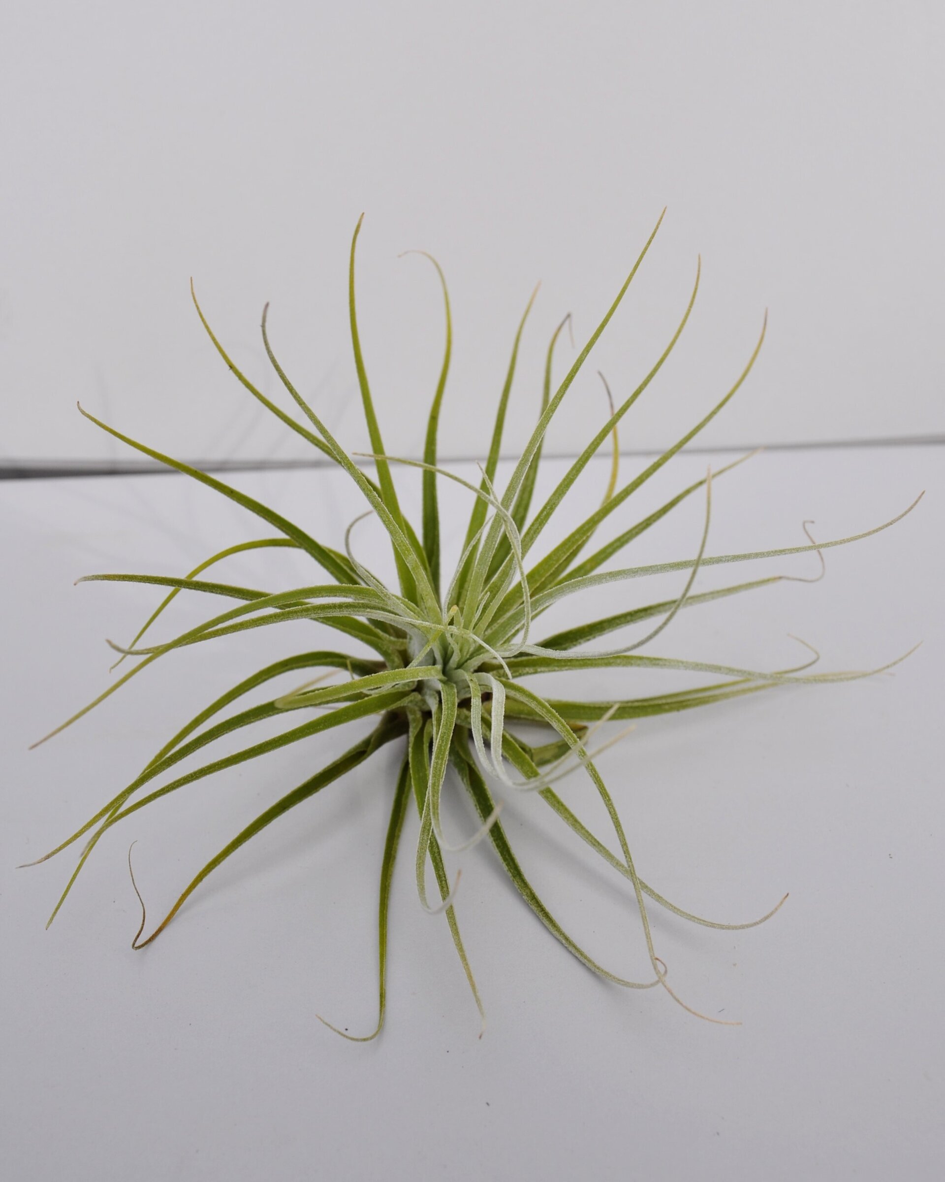 Tillandsia velickiana (syn. feldhoffii) - 4