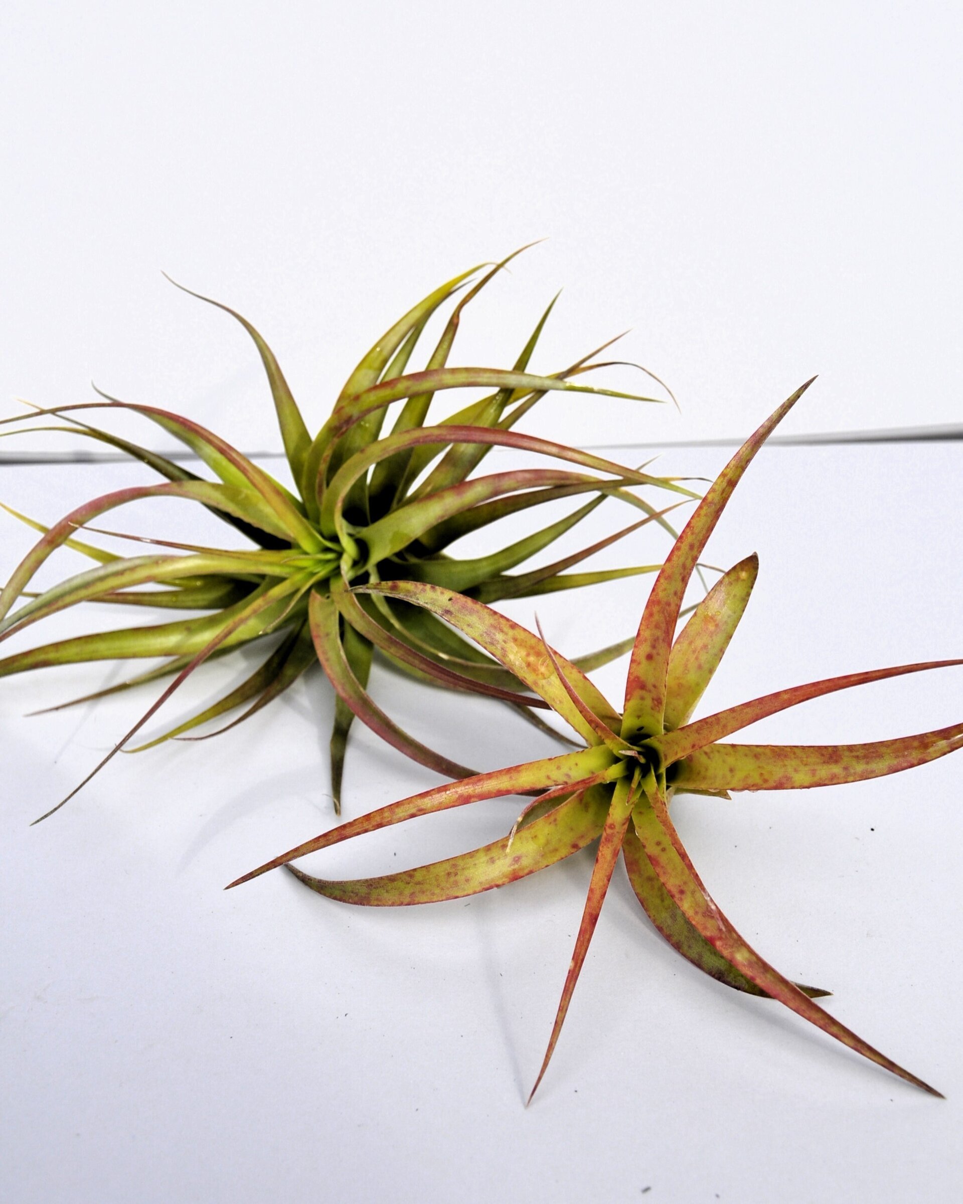 Tillandsia brachycaulos var. brachycaulos - 7