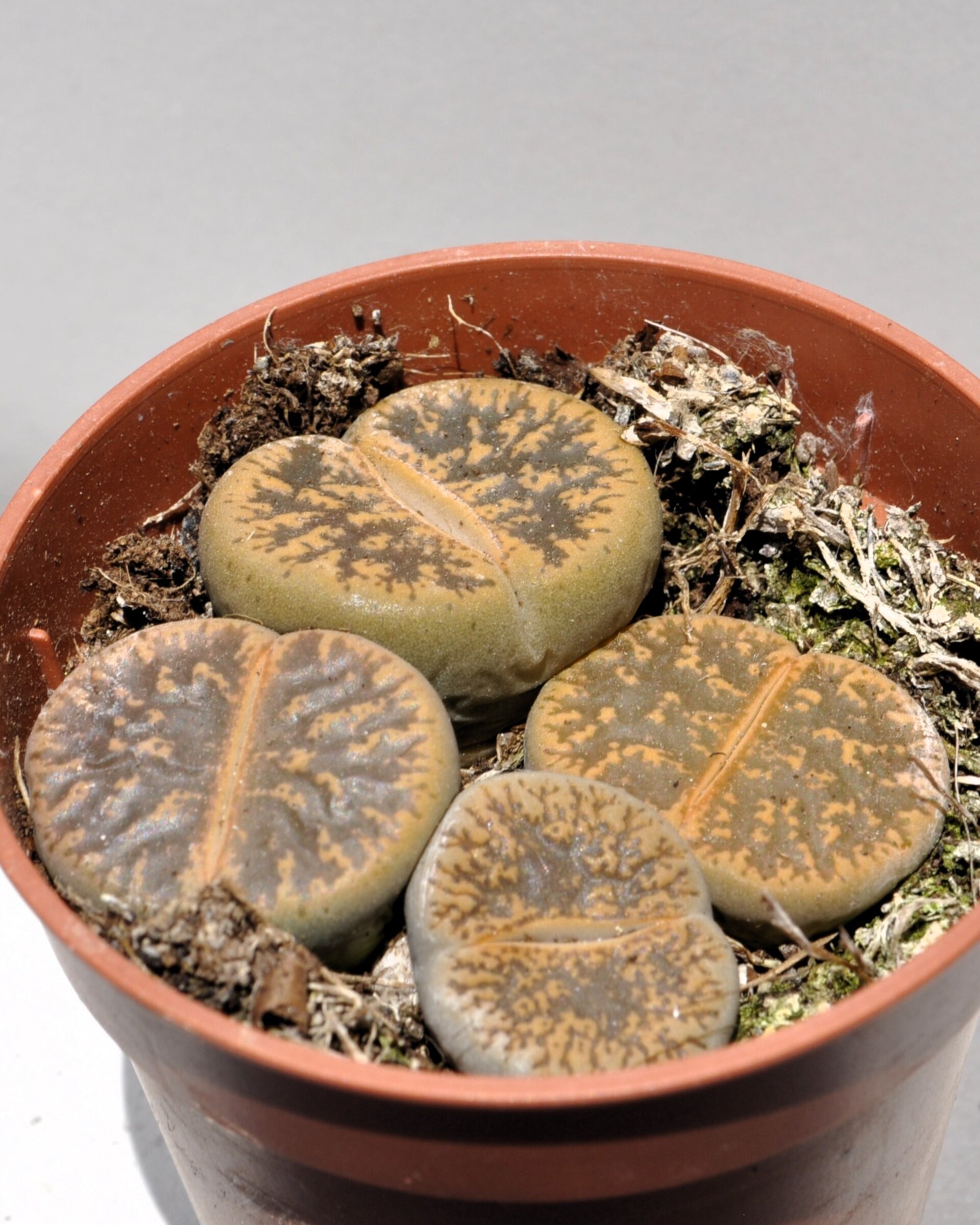 Lithops sp. pardos M 5.5 (planta piedra, piedra viva) - 3