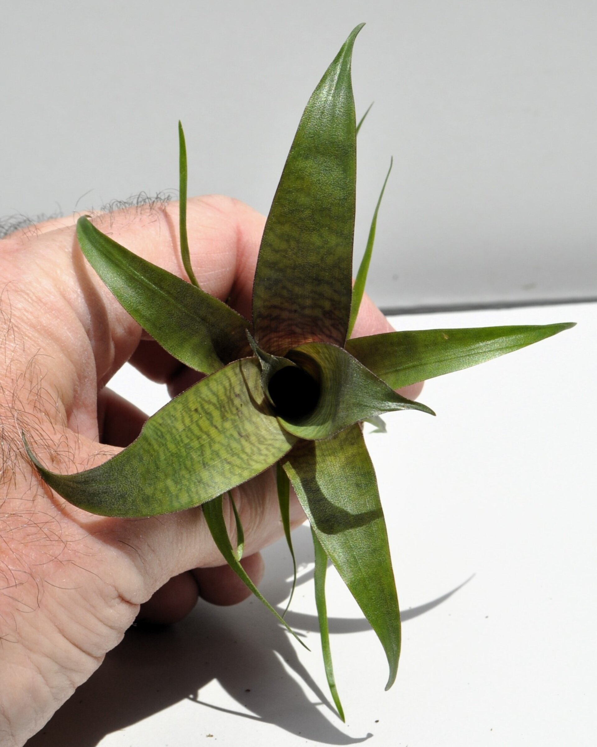 Vriesea 'Tropical Day' (mini) - 2