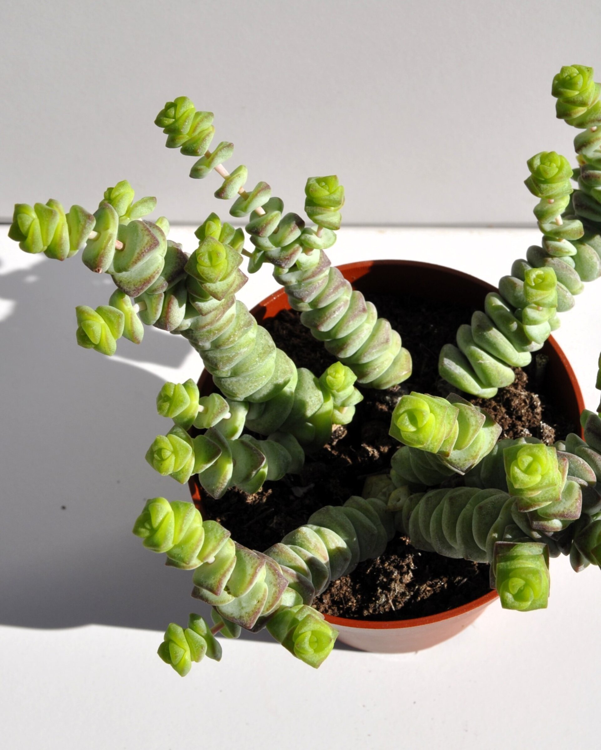 Crassula marnieriana Baby Jade Necklace (collar de jade, pagoda china) - 5