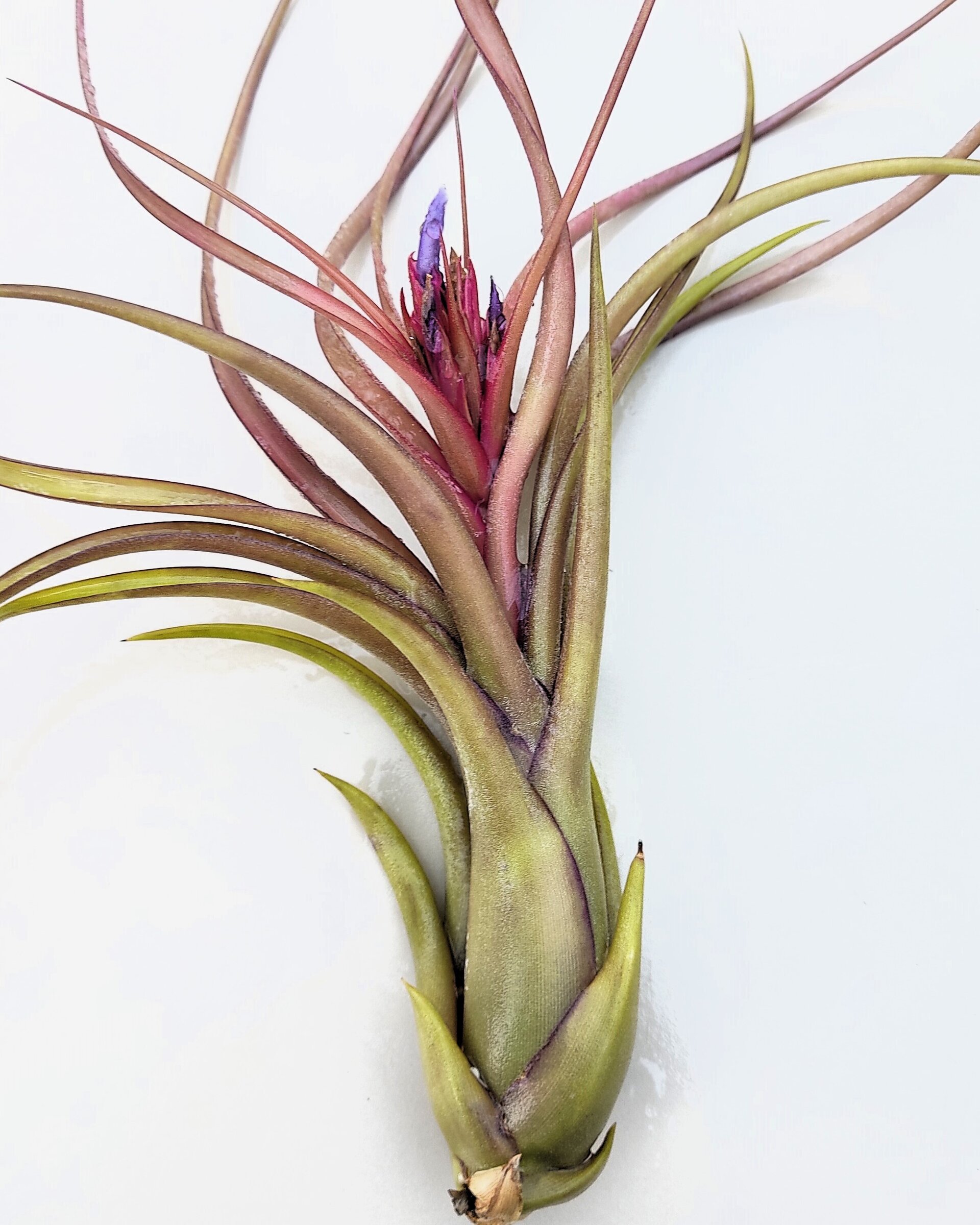 Tillandsia caput-medusae x flabellata [híbrido] - 8