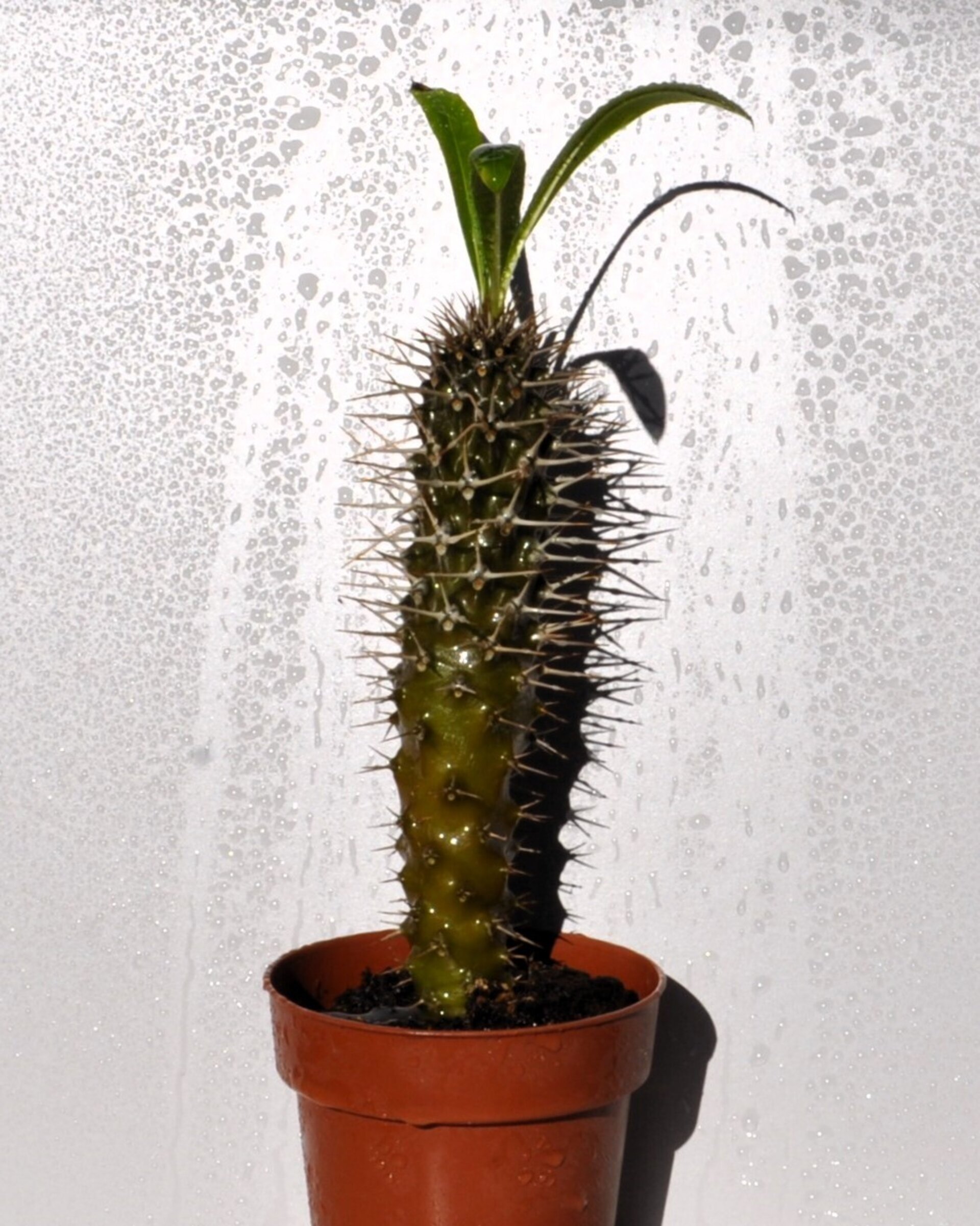 Pachypodium lamerei (palma de Madagascar) - 4