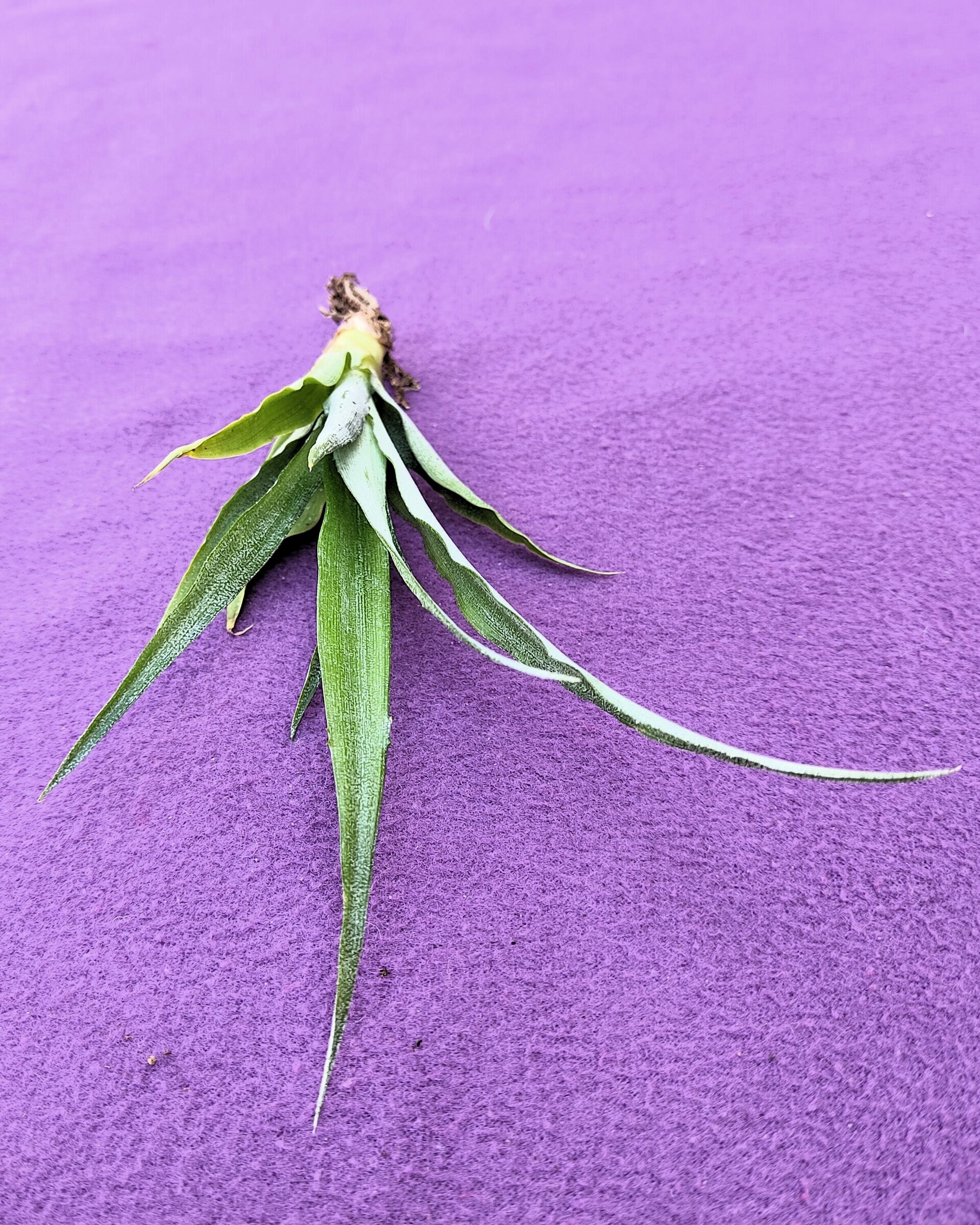 Ananas comosus [mini] (piña tropical) - 5