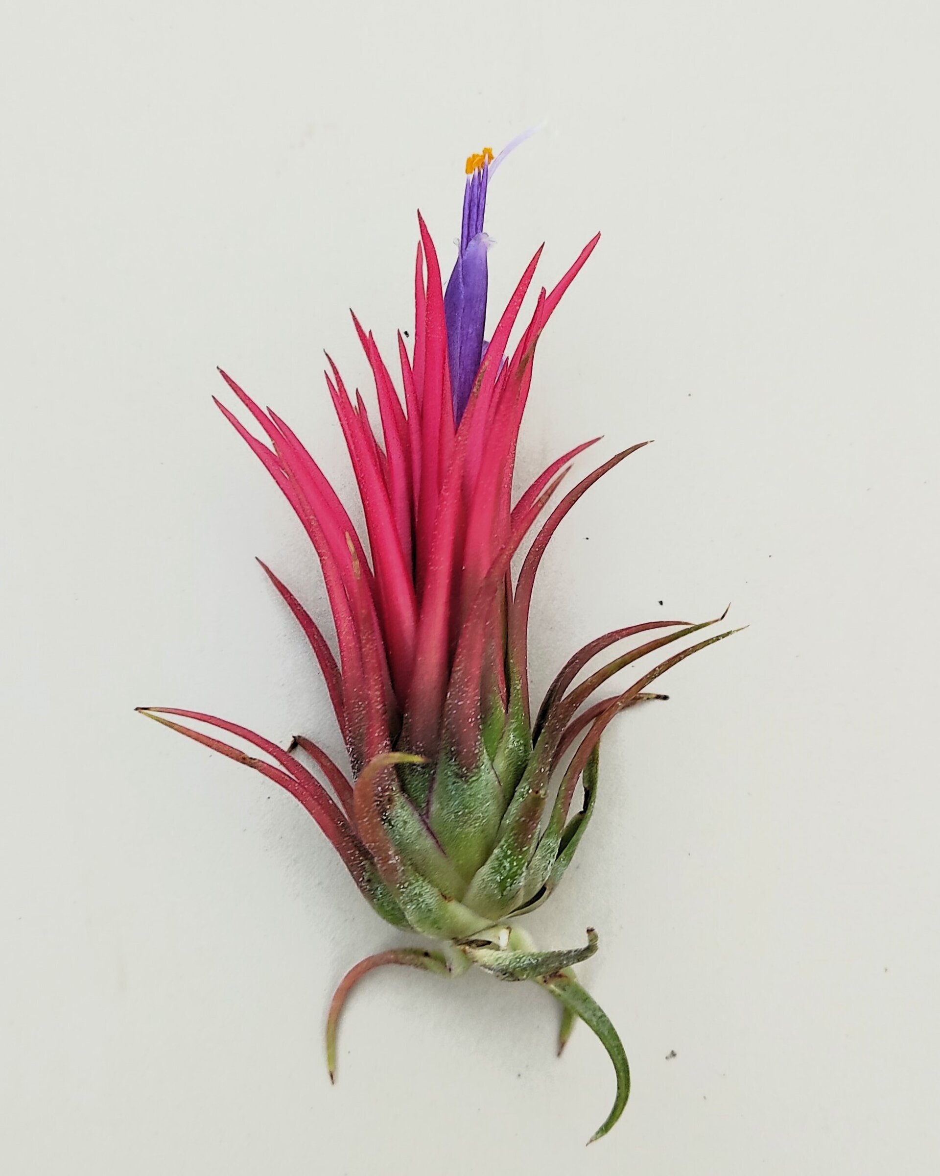 Tillandsia ionantha 'Fuego' - 1