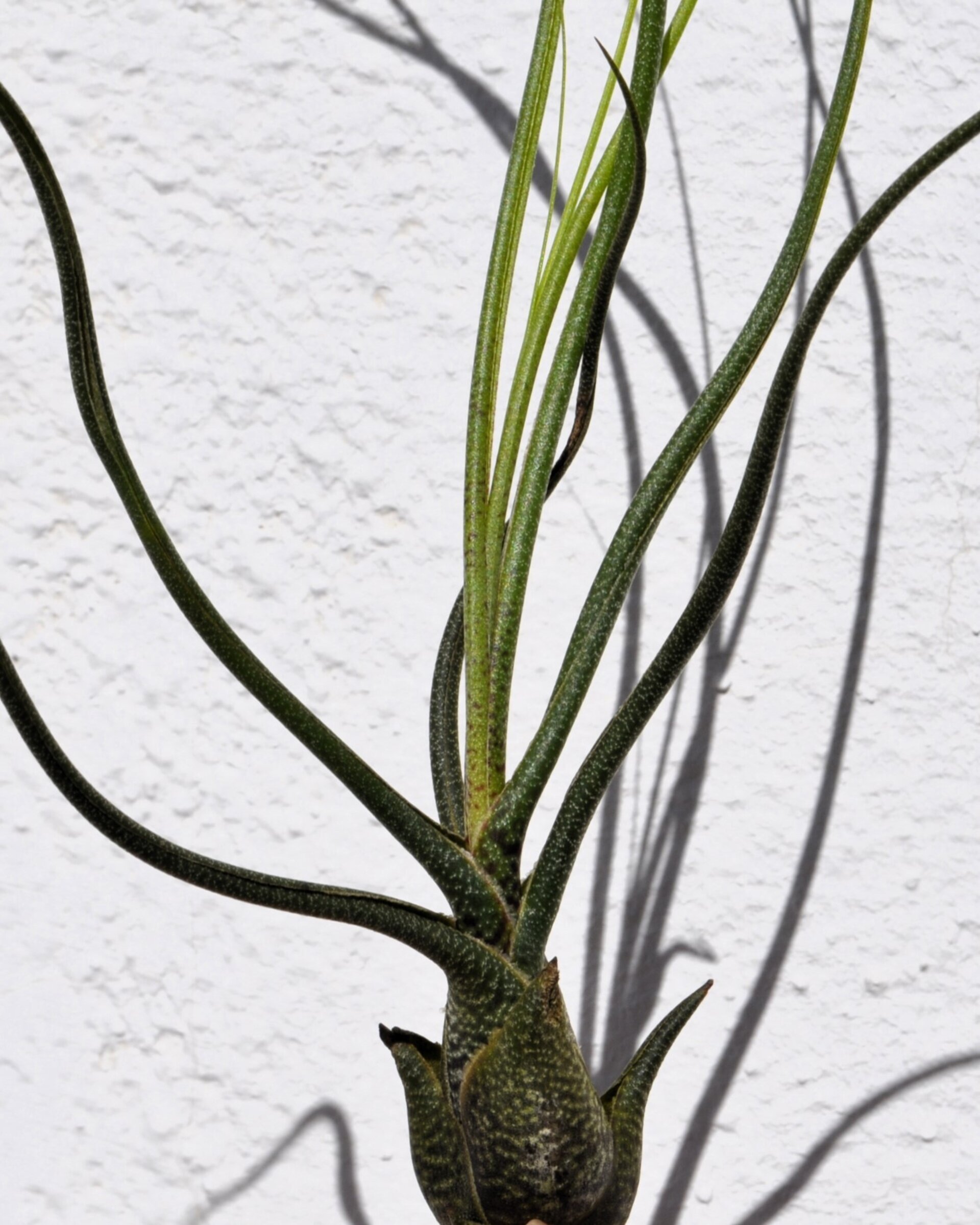 Tillandsia butzii - 3