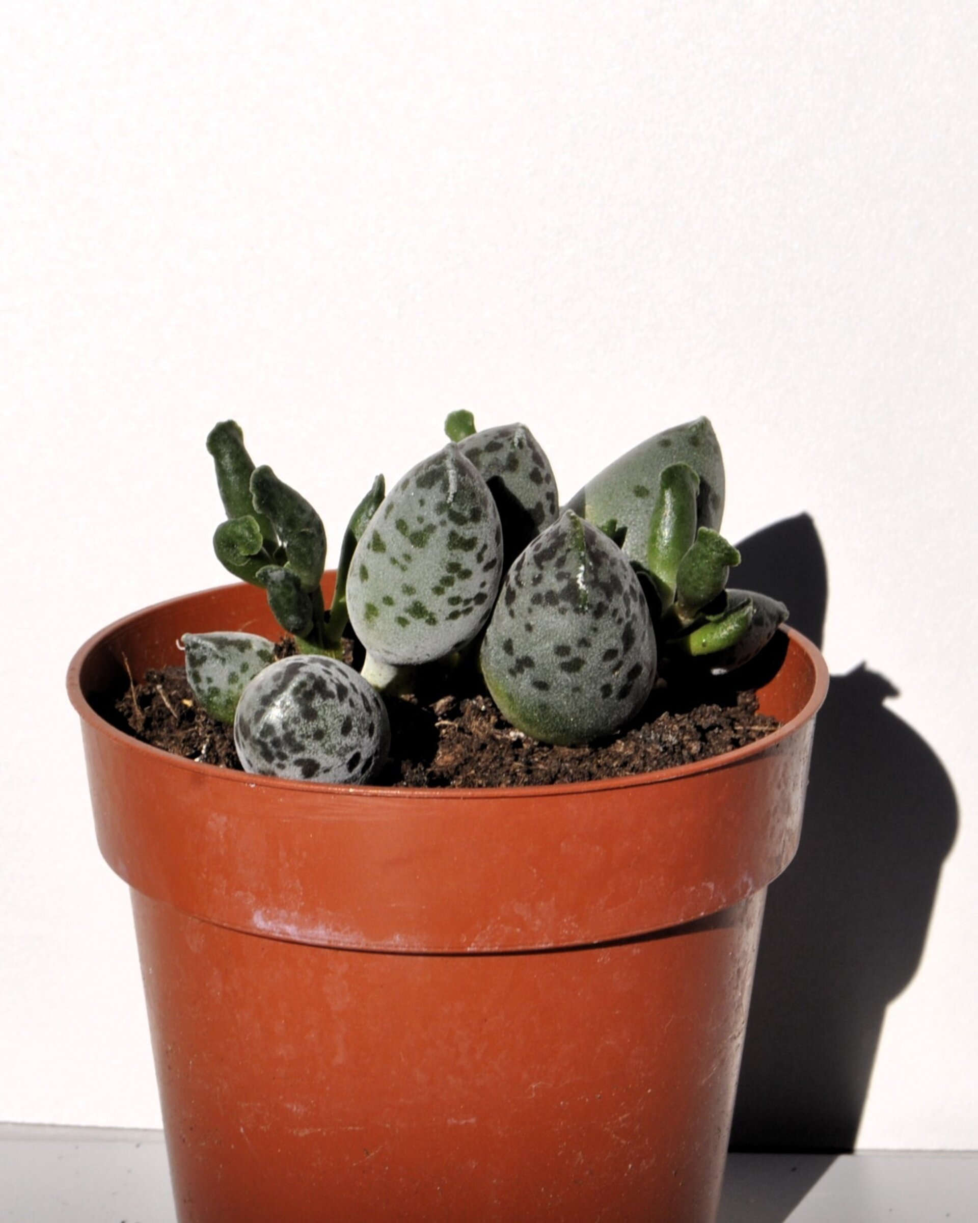 Adromischus cooperi var. festivus - 4