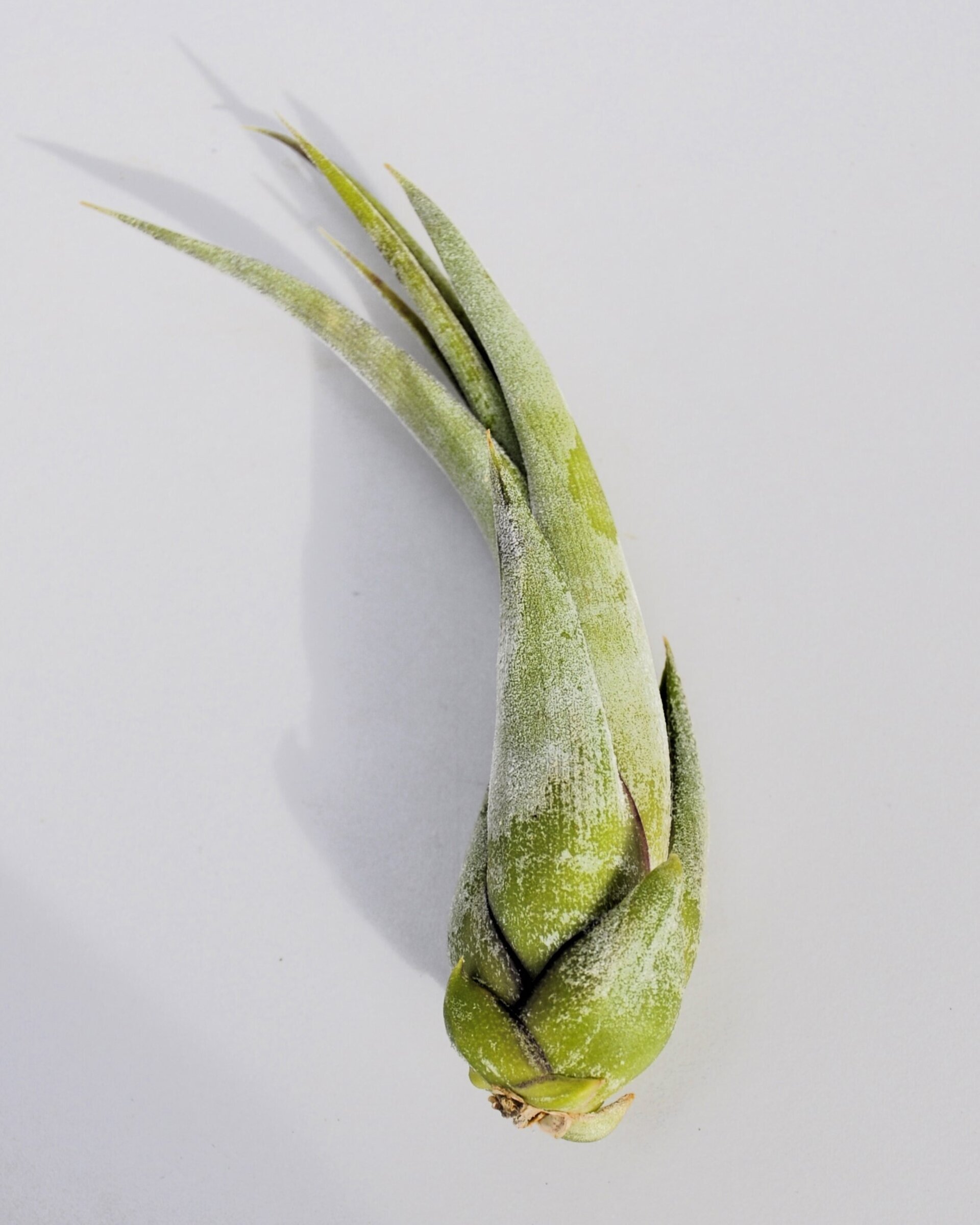 Tillandsia paucifolia - 3