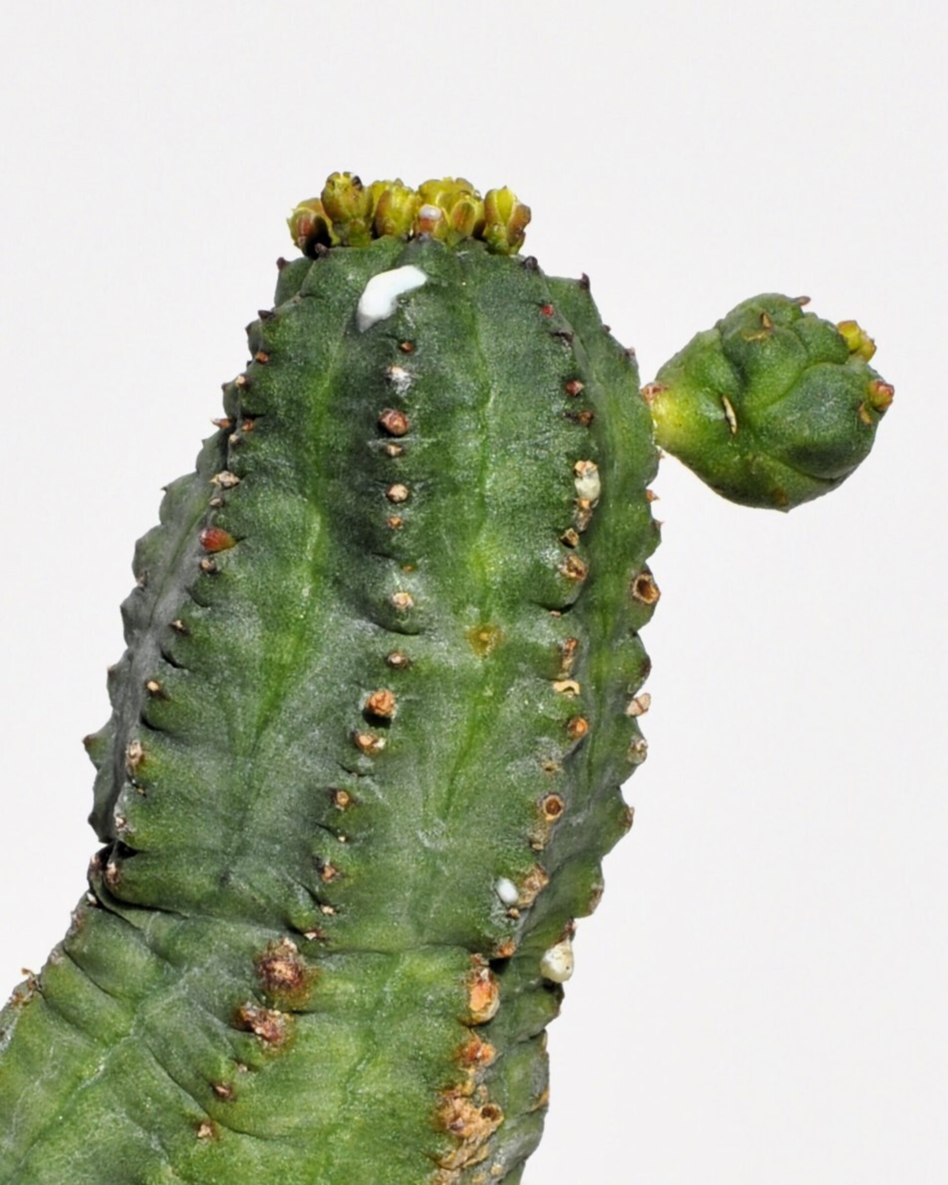 Euphorbia cf. obesa x globosa - 5