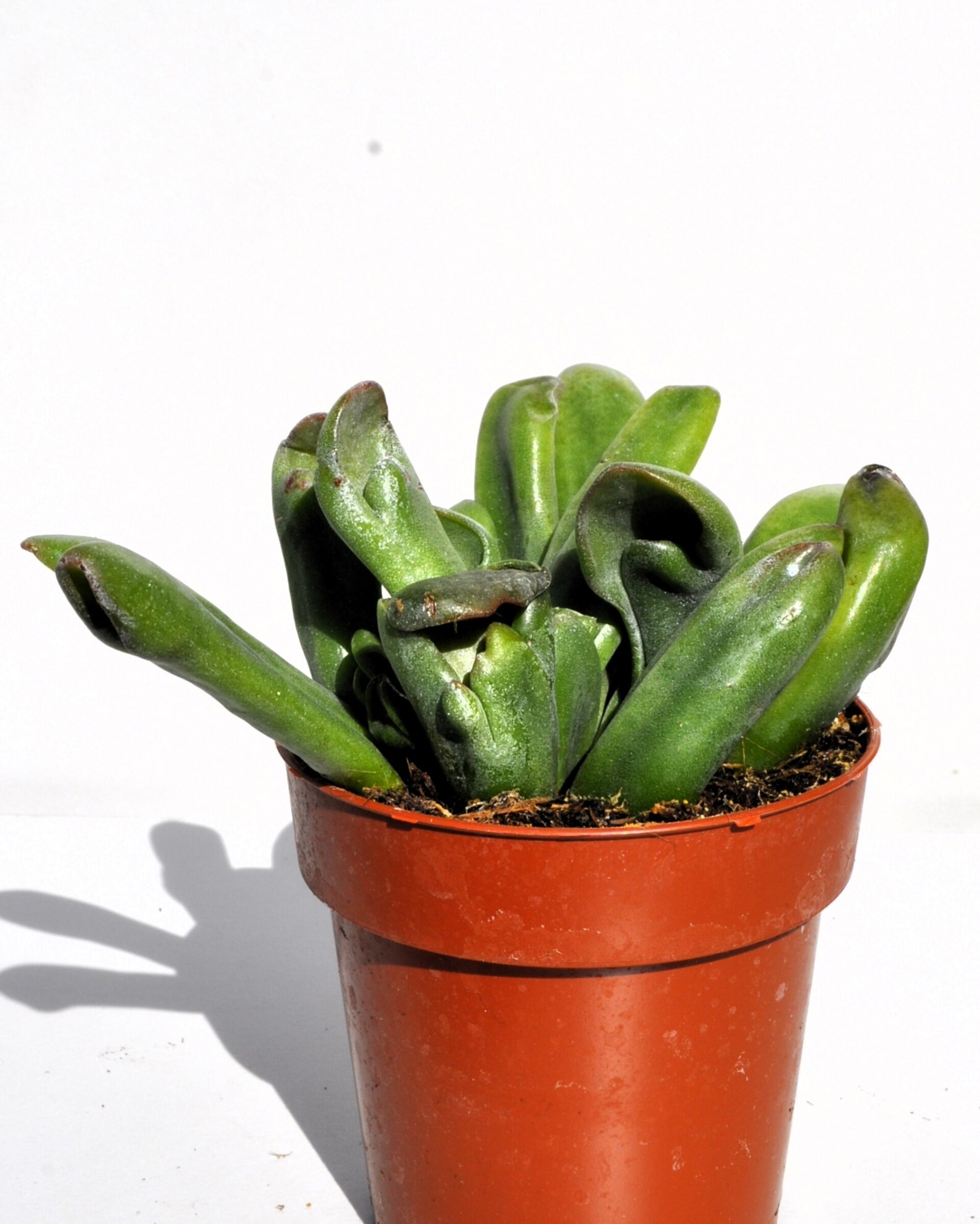 Crassula ovata 'Hobbit' - 3