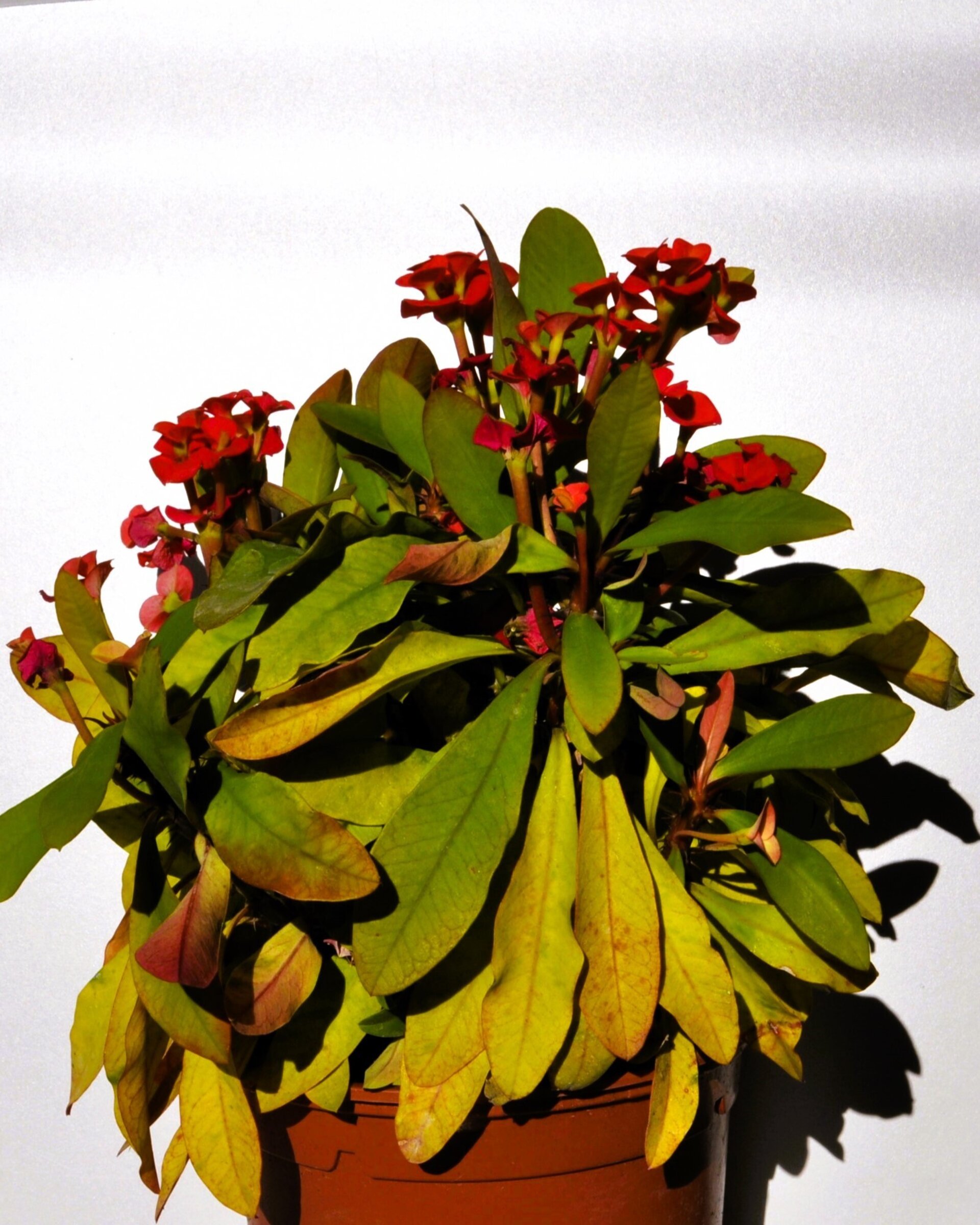 Euphorbia milii (corona de Cristo) - 4