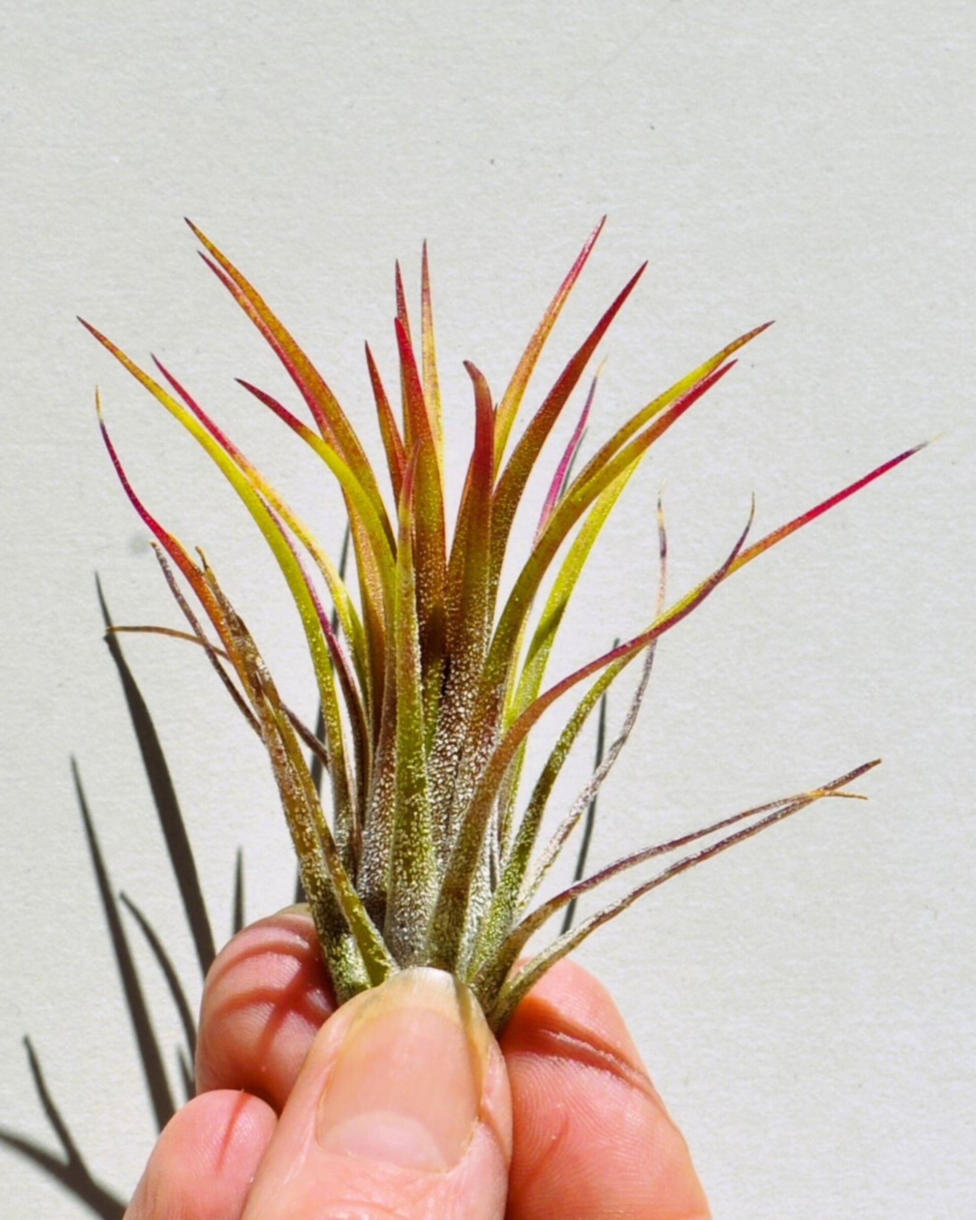 Tillandsia ionantha 'Fuego' - 6