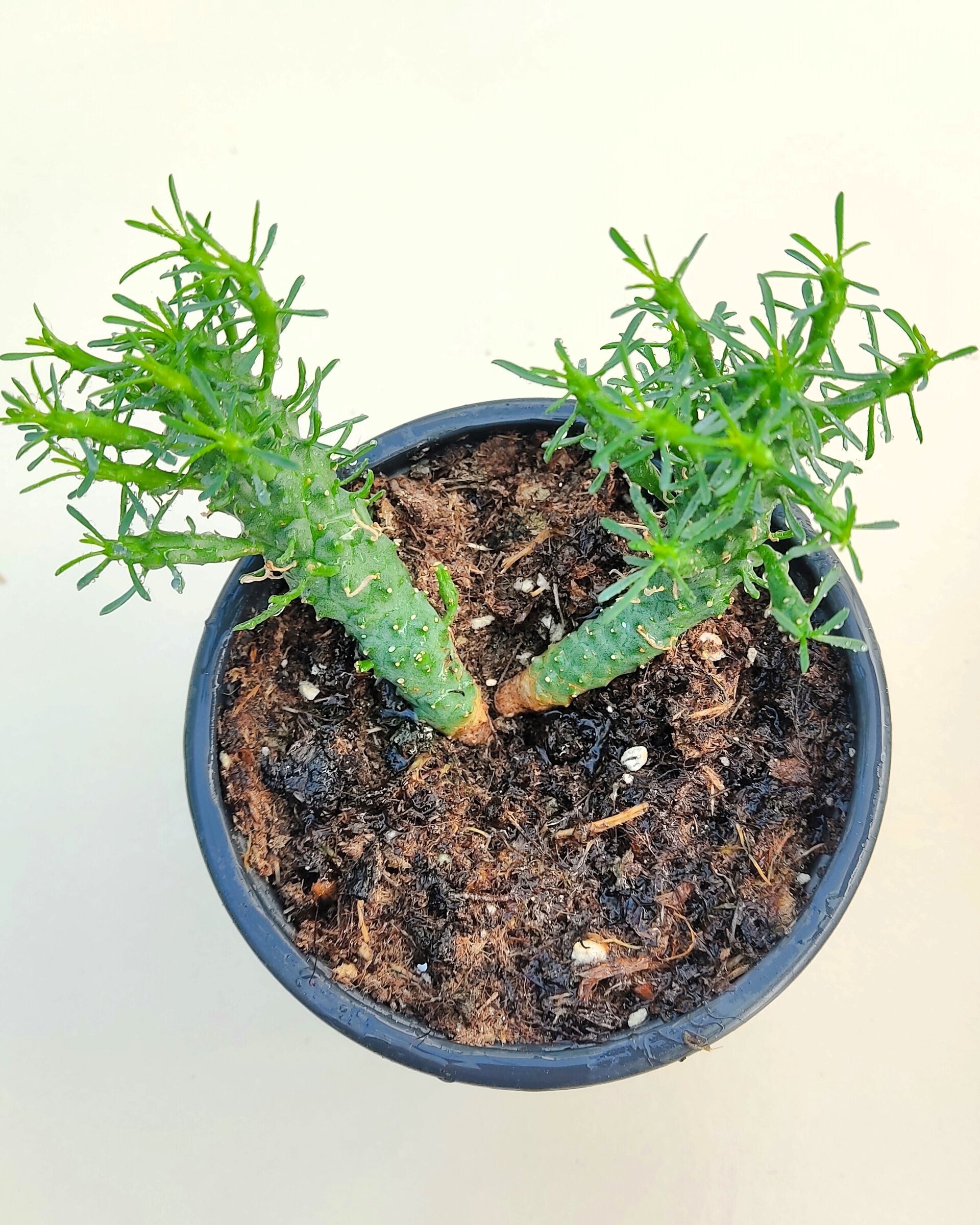 Lote Euforbias Suculentas - 3 ejemplares - 2